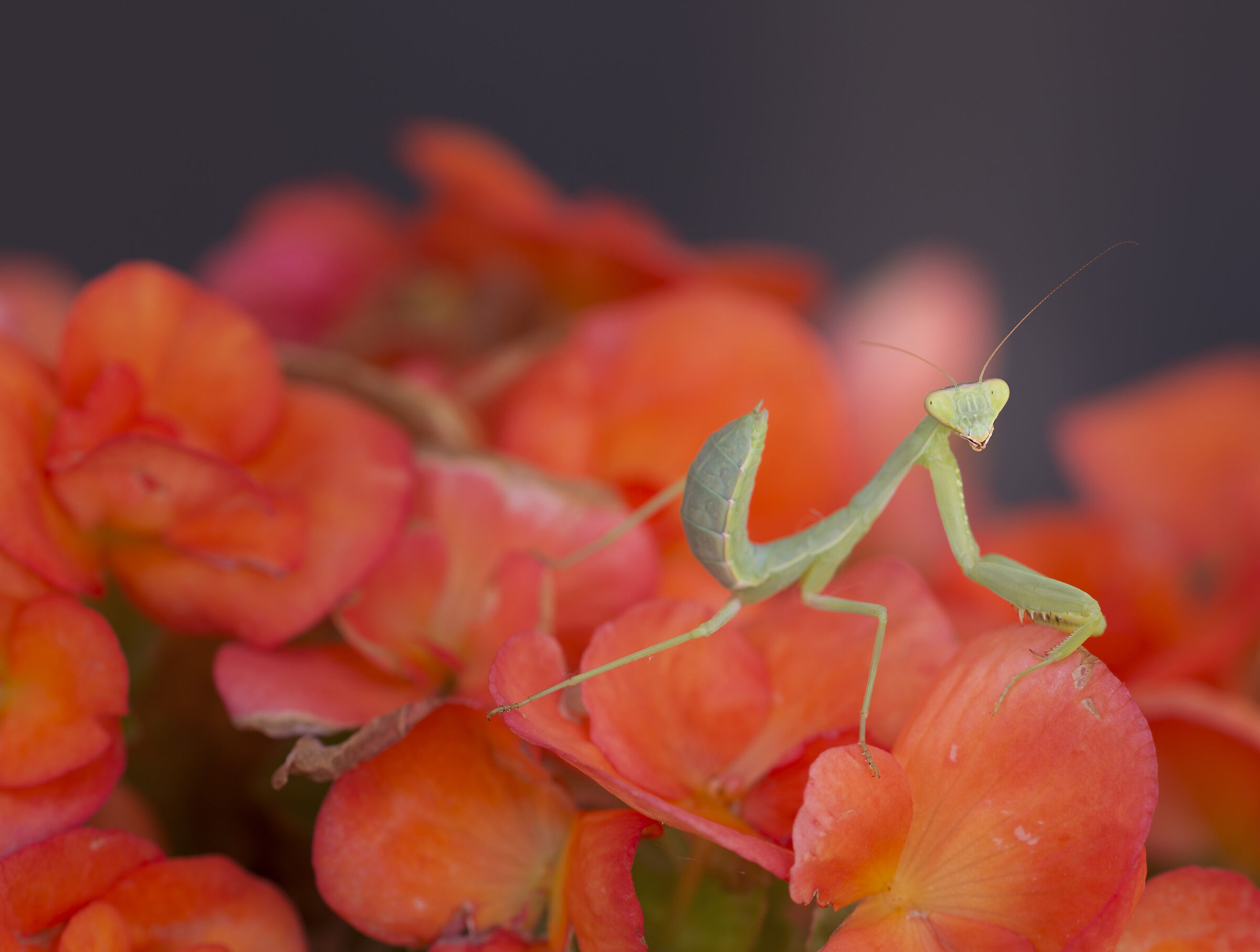 passeggiata sui fiori