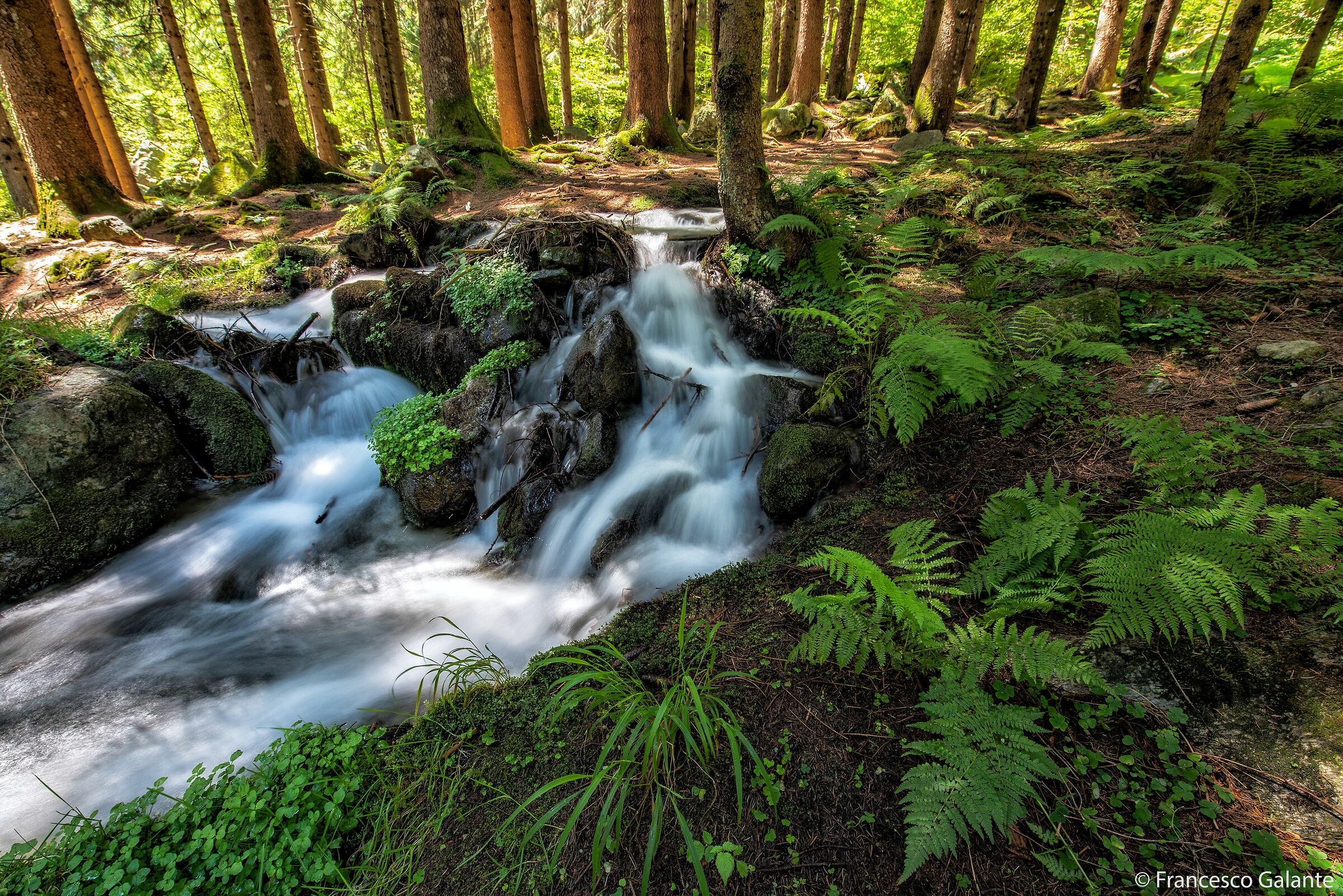 Nel Sottobosco del Lago di Antrona 1