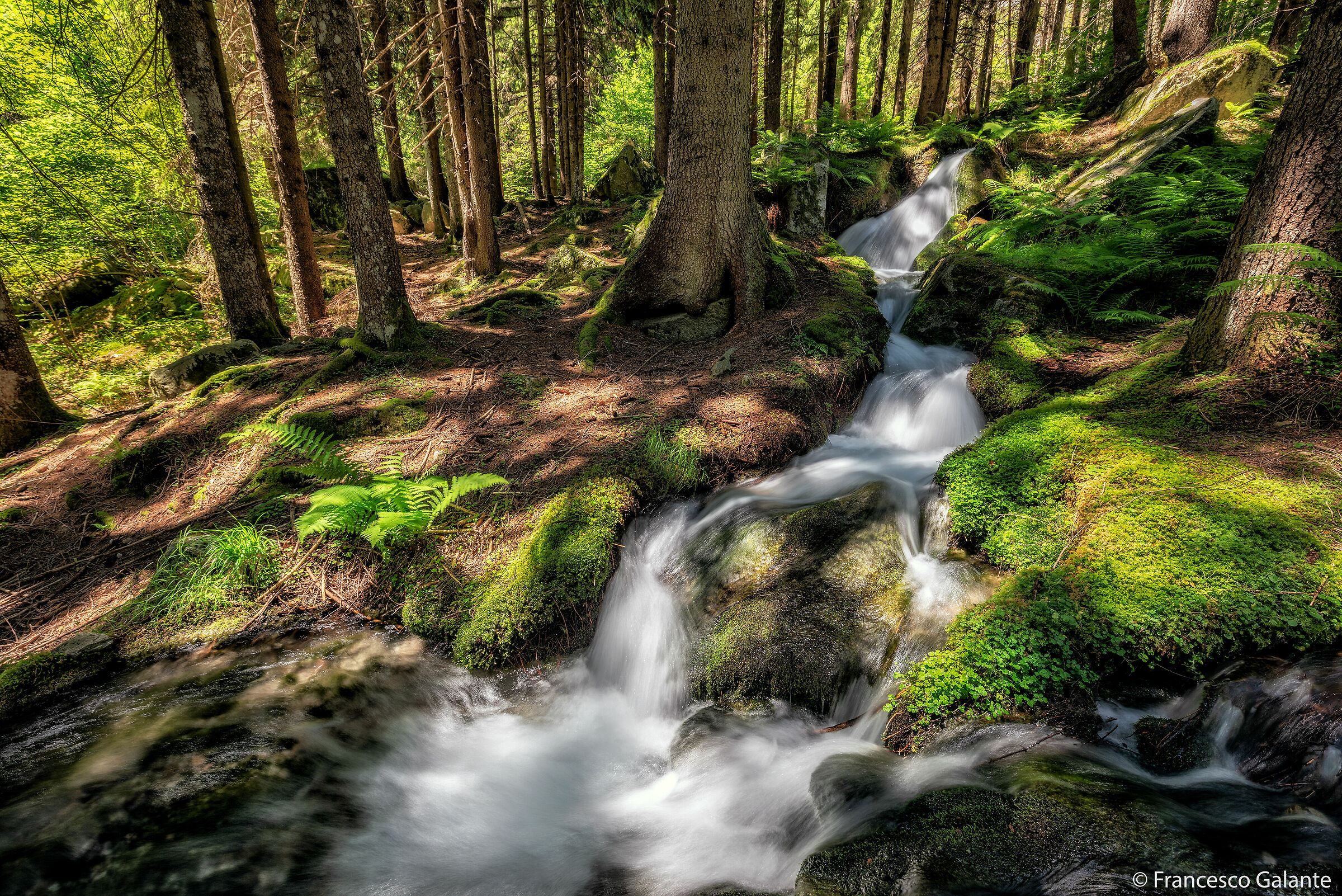 Nel Sottobosco del Lago di Antrona 2