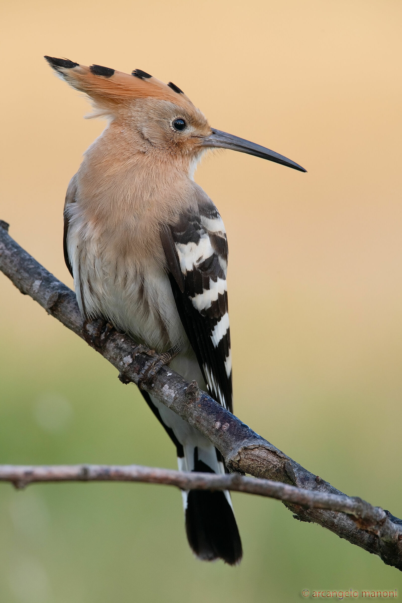 Portrait of the uppoa