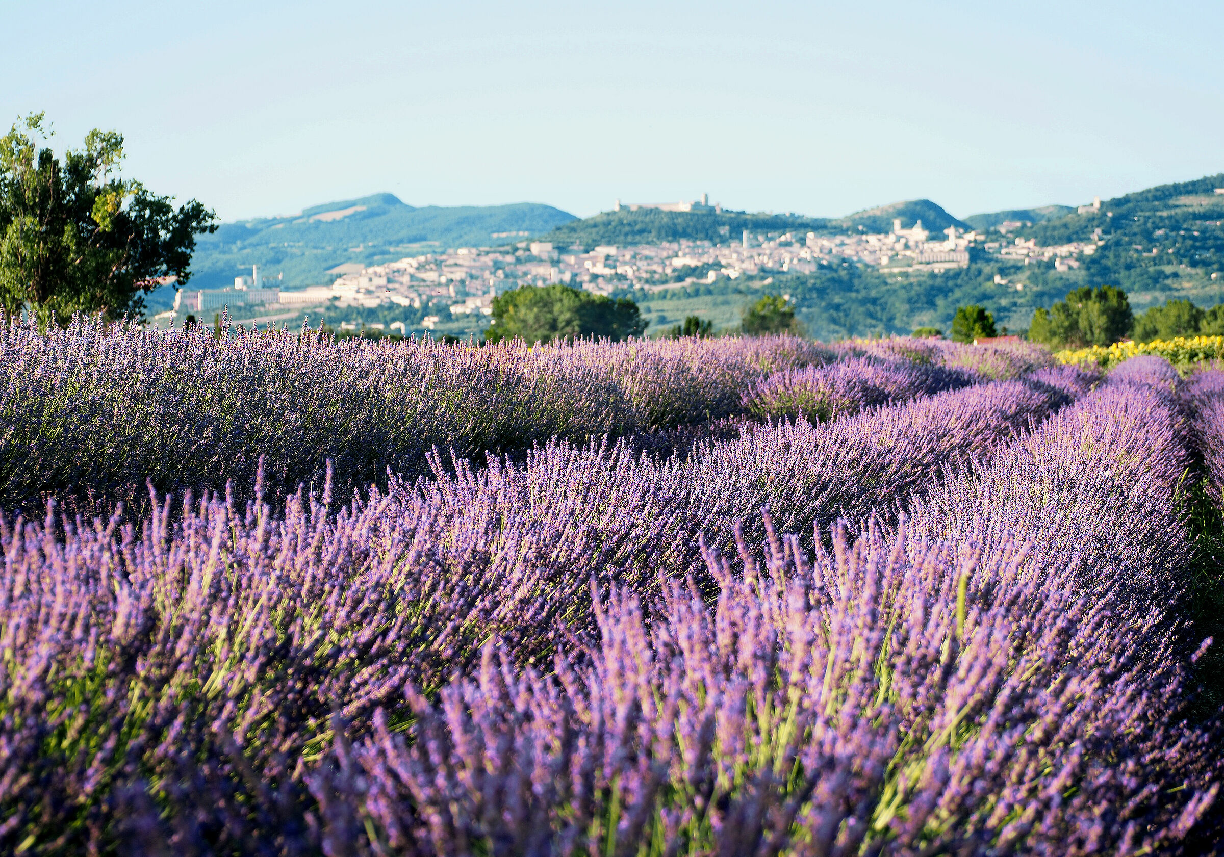Assisi's Lavender