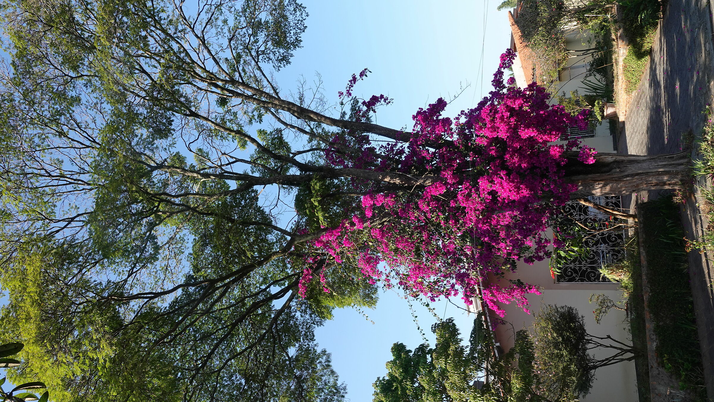 Flora di Sao Paulo