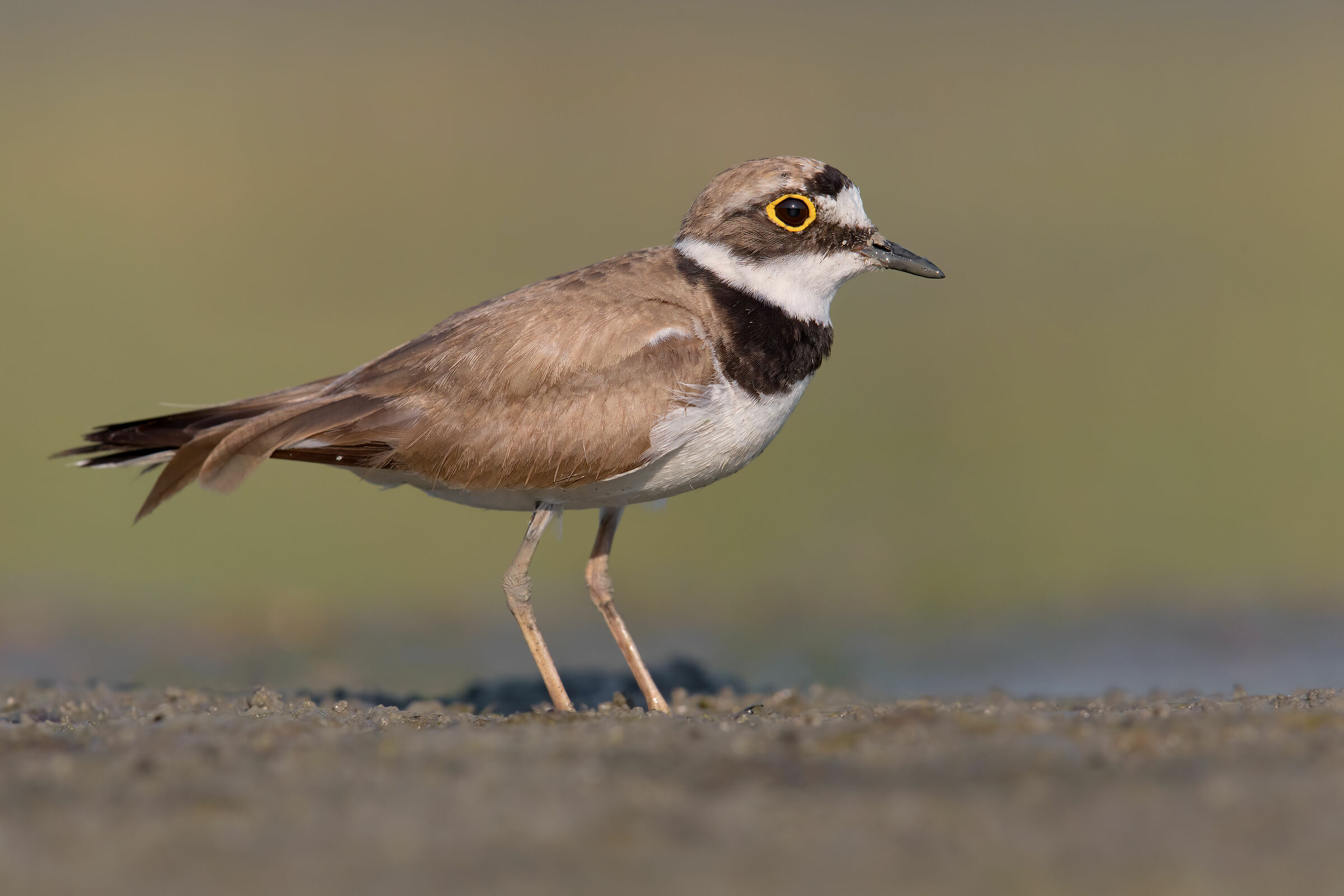 SDA (Corriere Piccolo) 5K