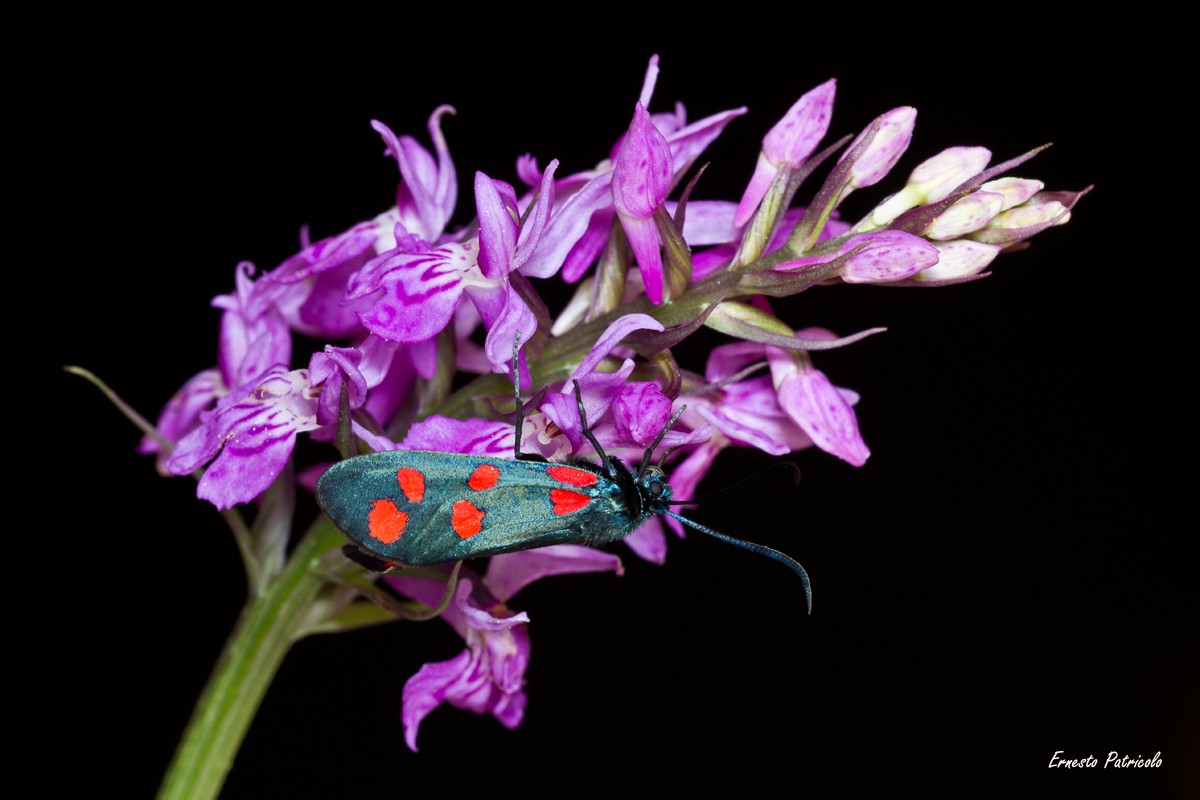 Zygaenidae filipendulae