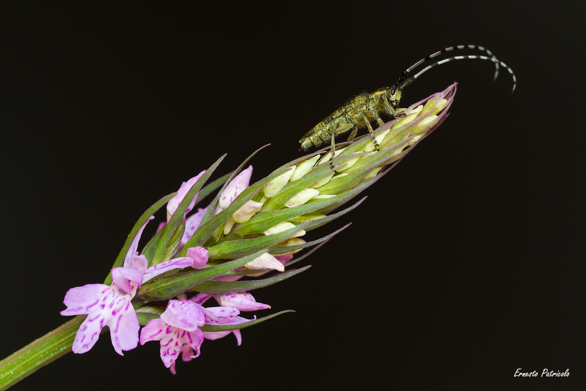 Dactylorhiza spotted flower,insect, agapanthia villoso