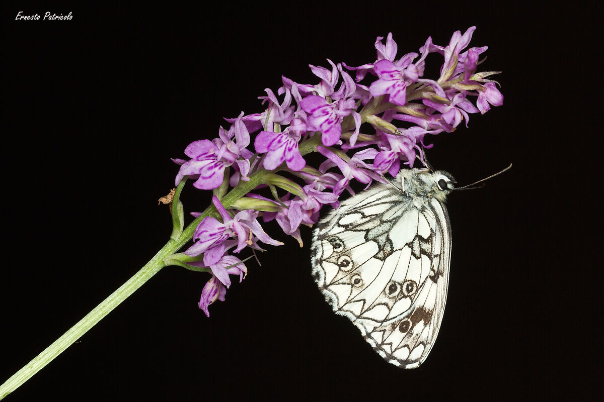 Melanargia butterfly etiquette,Dactylorhiza spotted flower