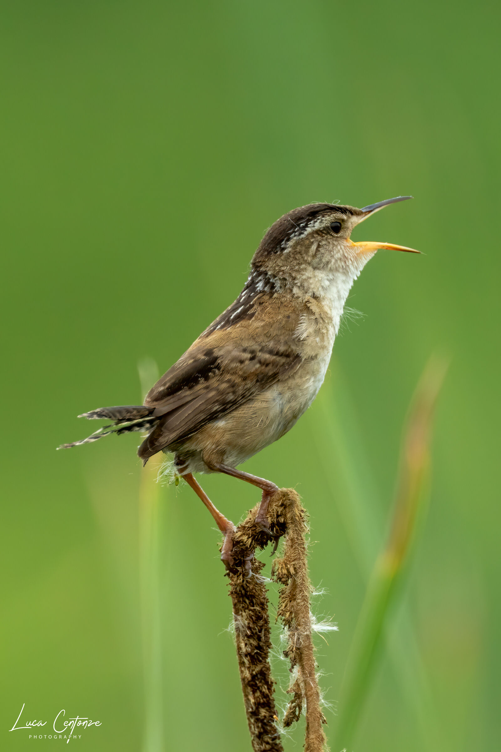 Marsh Wren (Scricciolo di palude)
