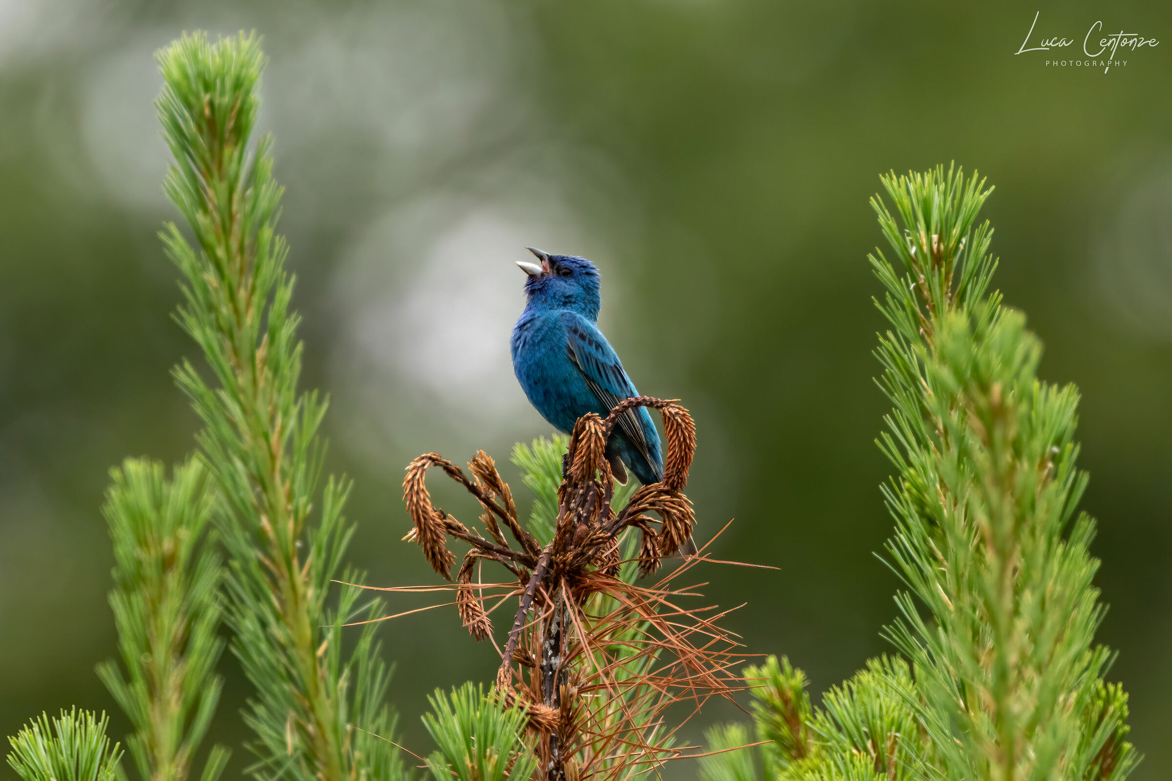 Indigo Bunting