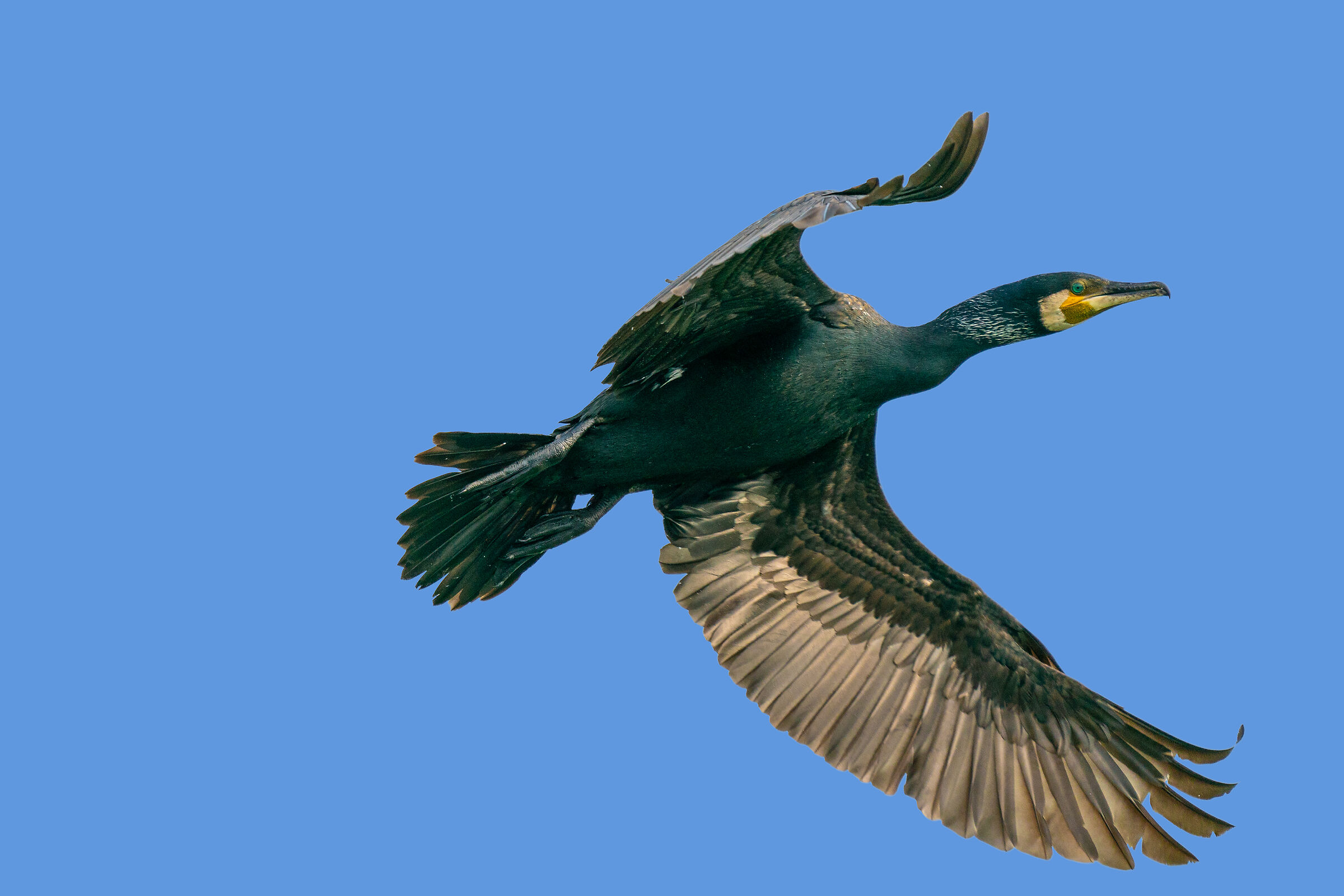 Cormorano
