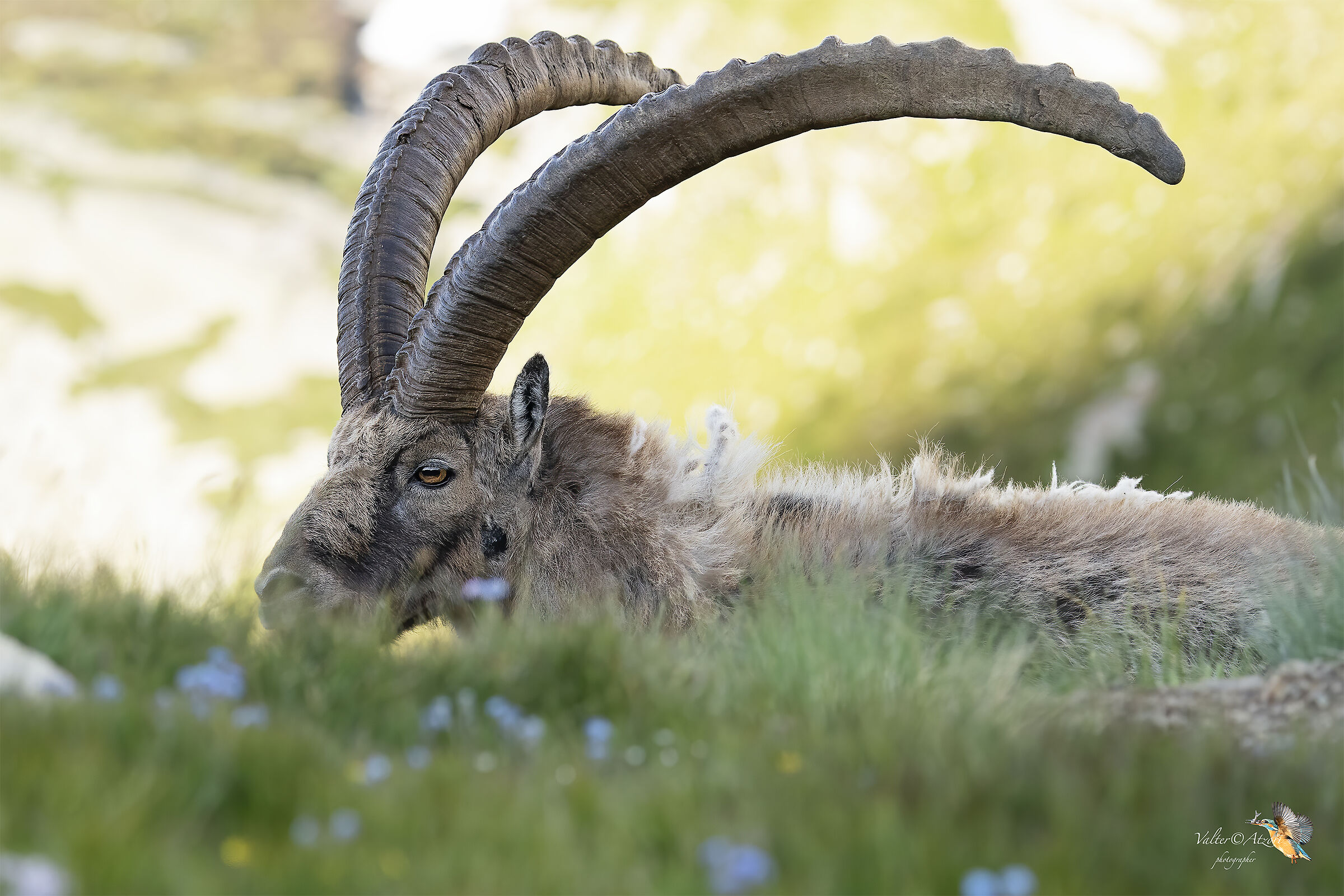 Ibex