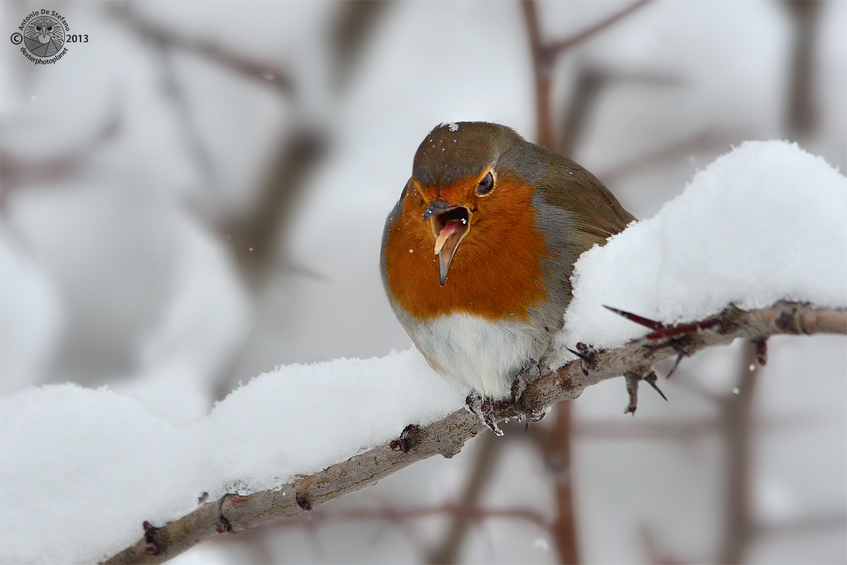 ...zzo di freeeeeeeeeeeeddo!!!