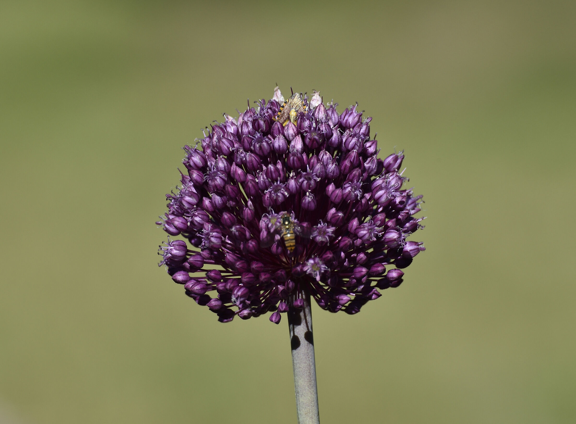 Fiore molto popolato