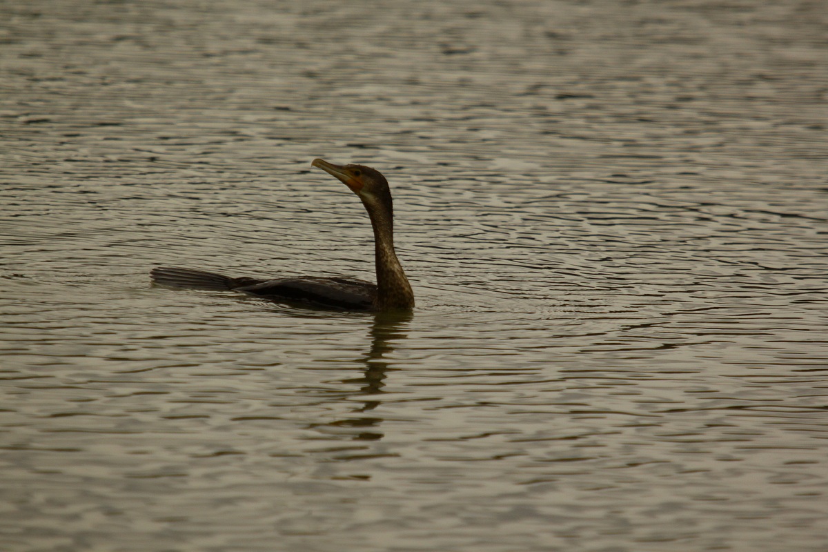 cormorano