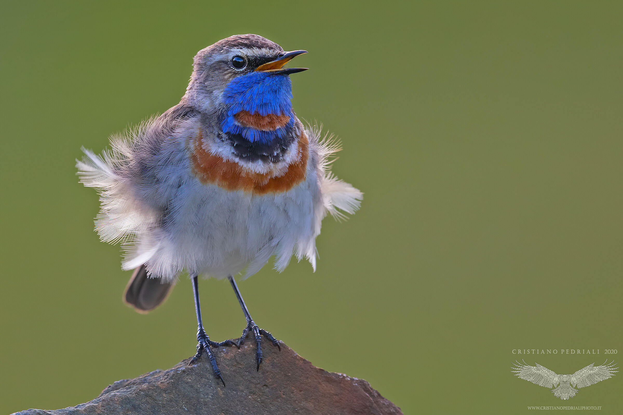 Gonfiato dal vento...