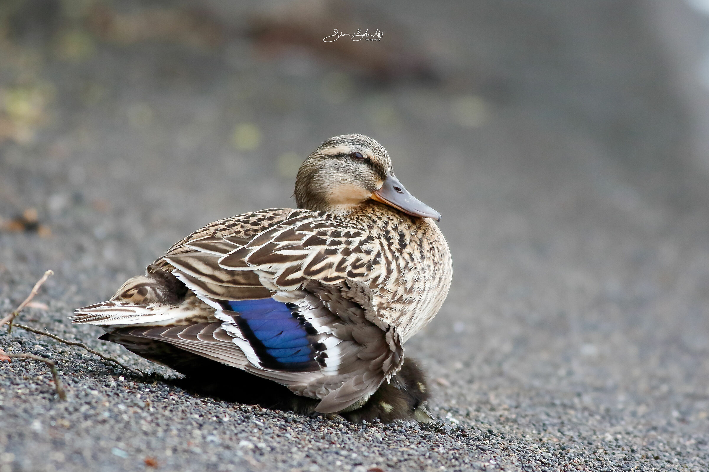 Maternity (Anas platyrhynchos, L., 1758)