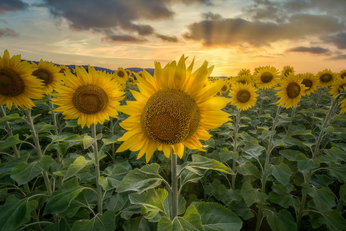 Girasoli al tramonto