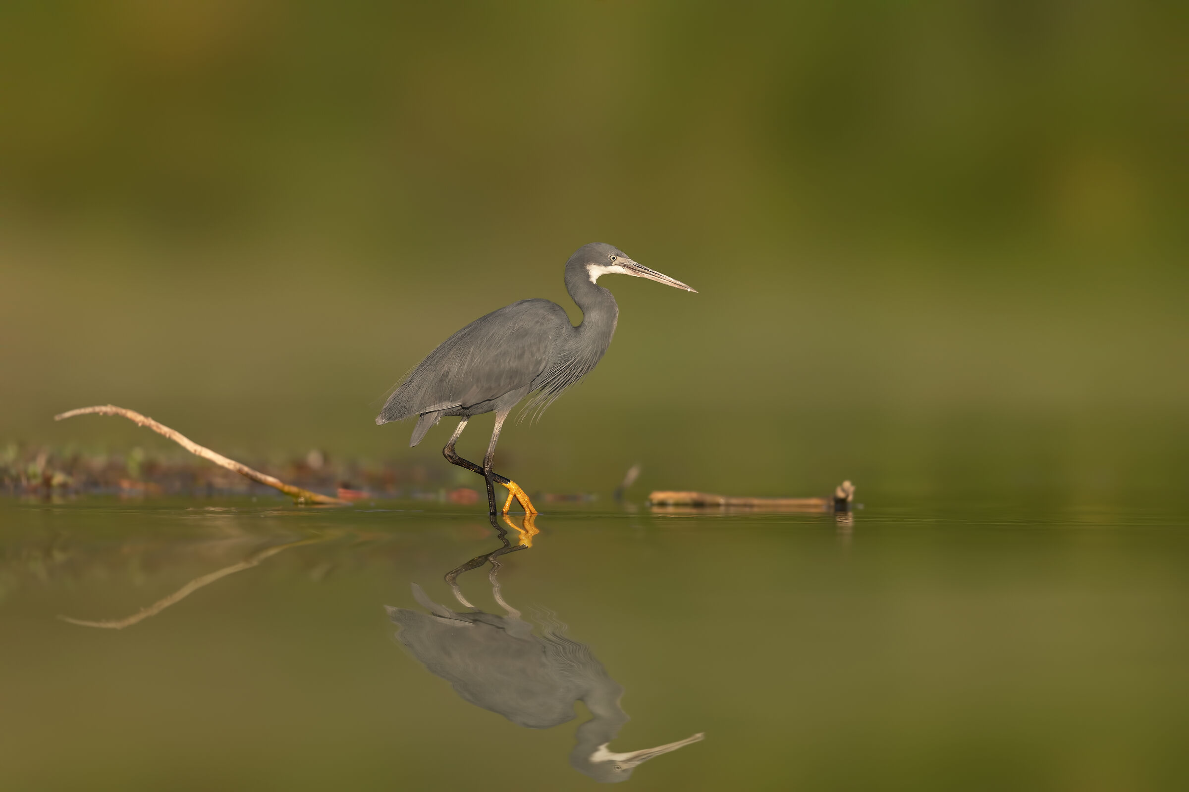 Lo Schistaceo a Parma III