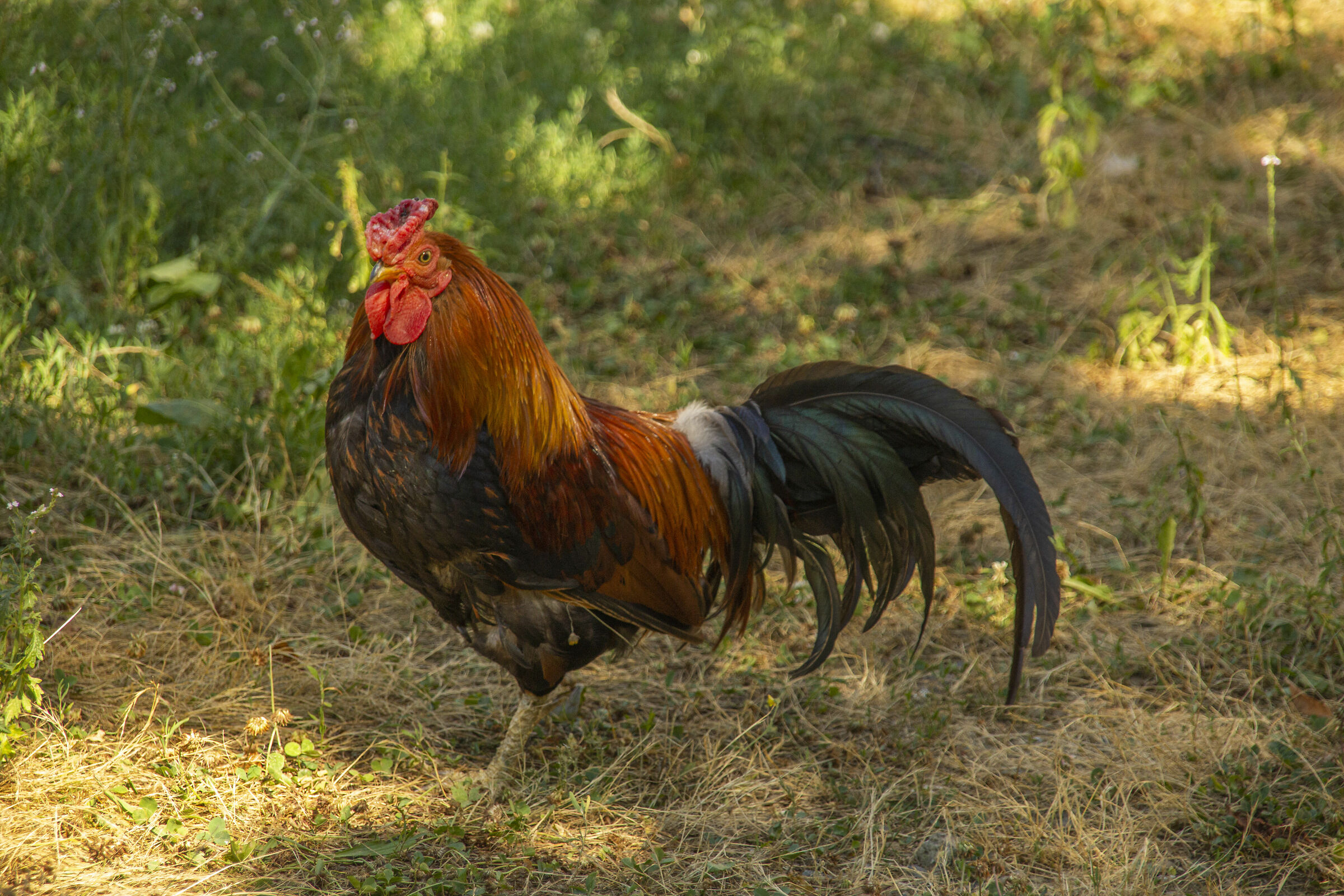 A proud rooster