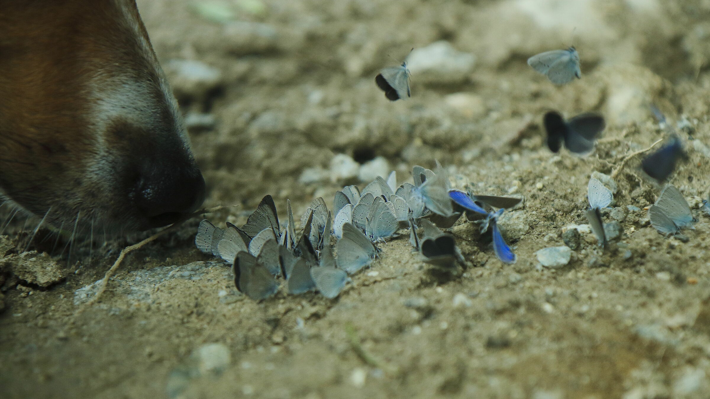 Butterflies and... Truffle!!!