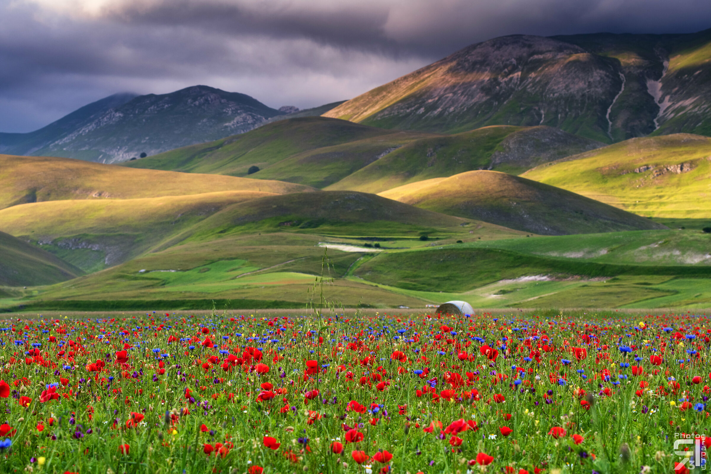 Fioritura Castelluccio 2020