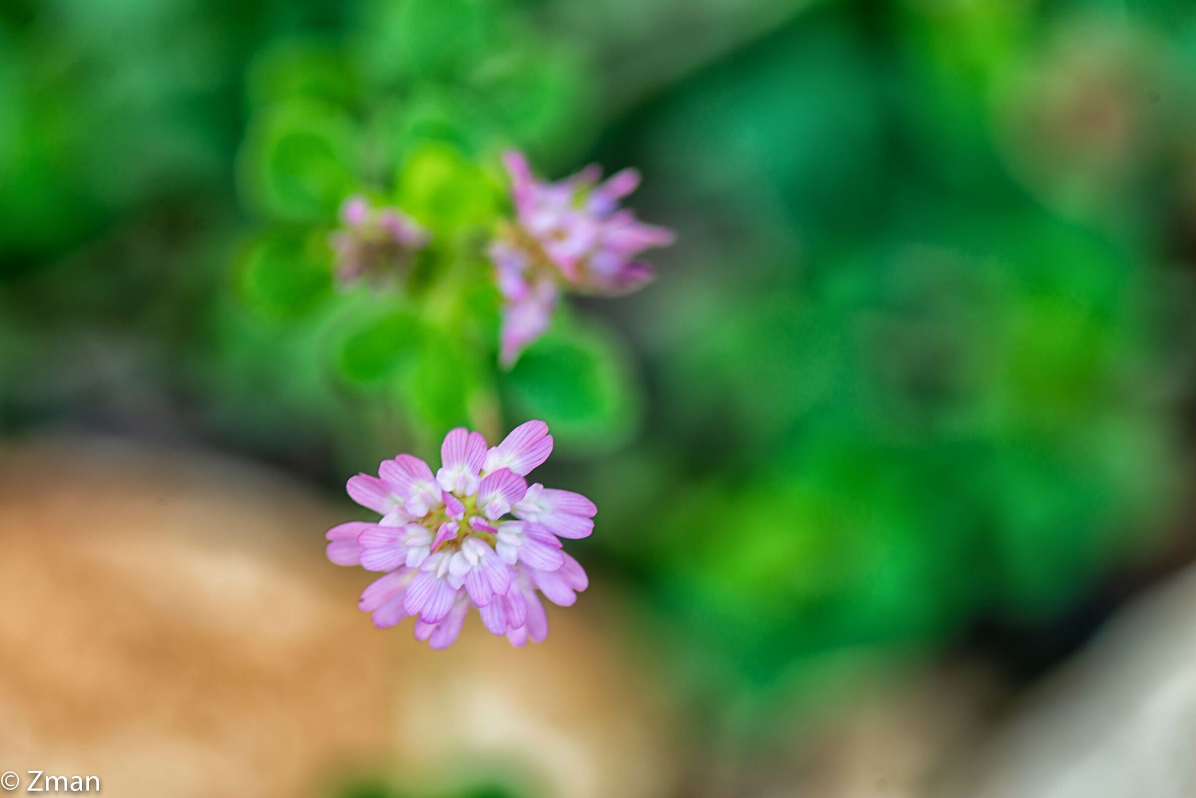 Fiore del tridichio persiano