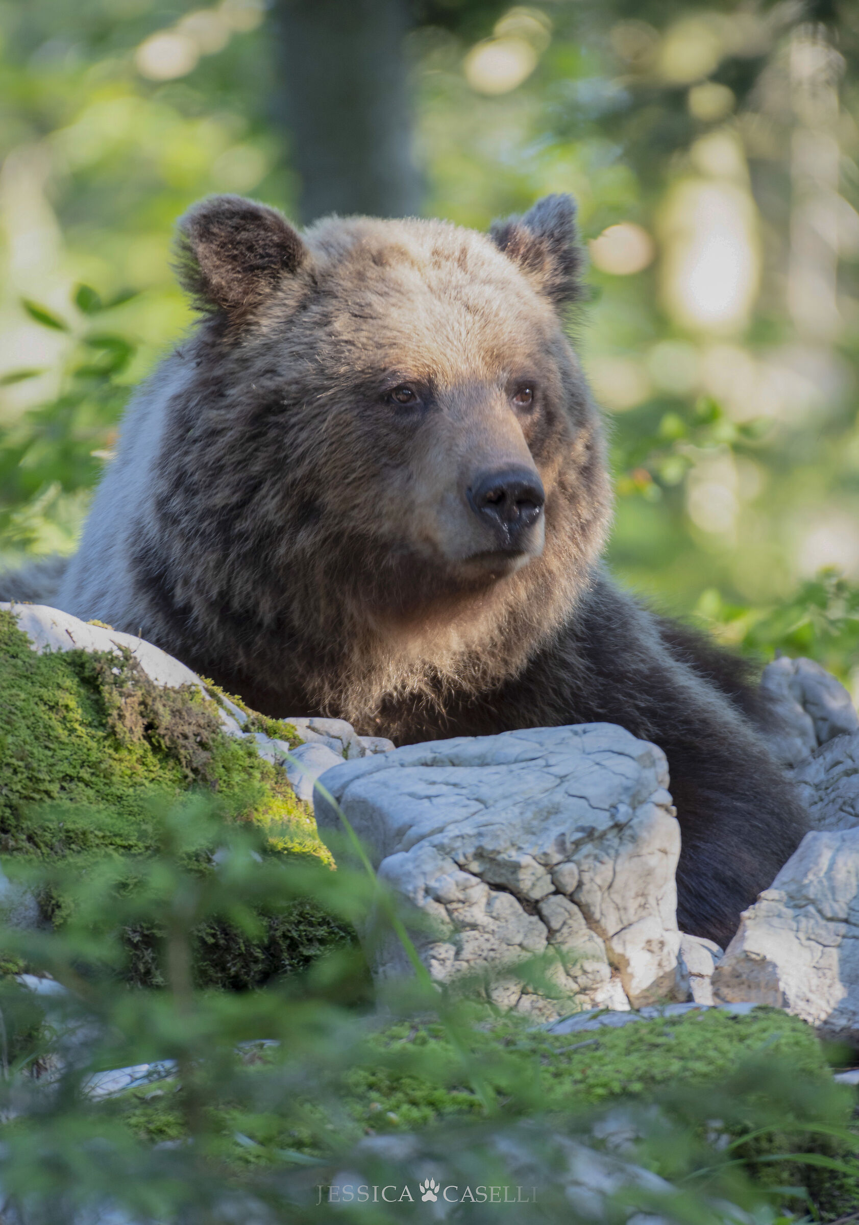 “The Brown Bear”