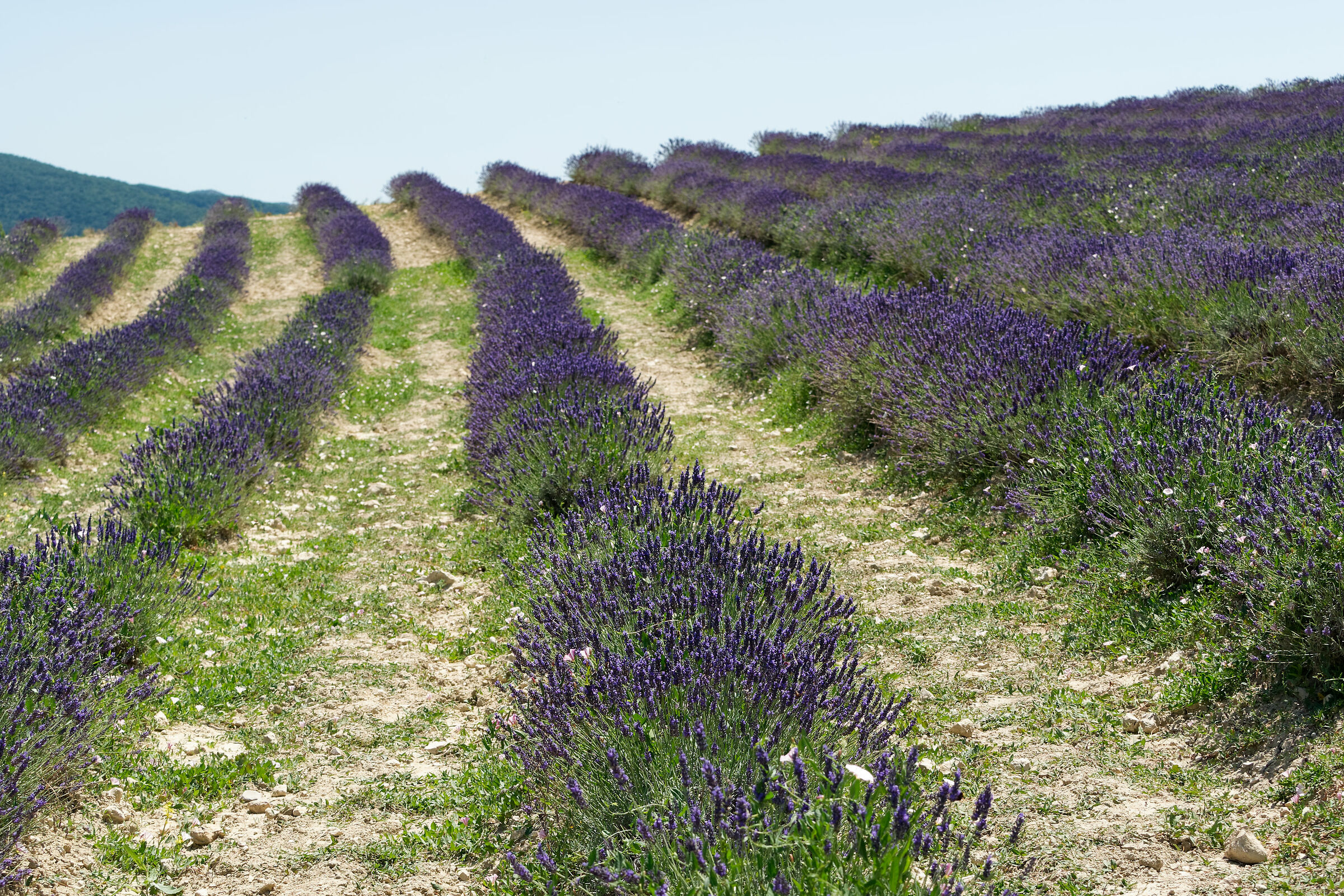 Lavanda pisana 3