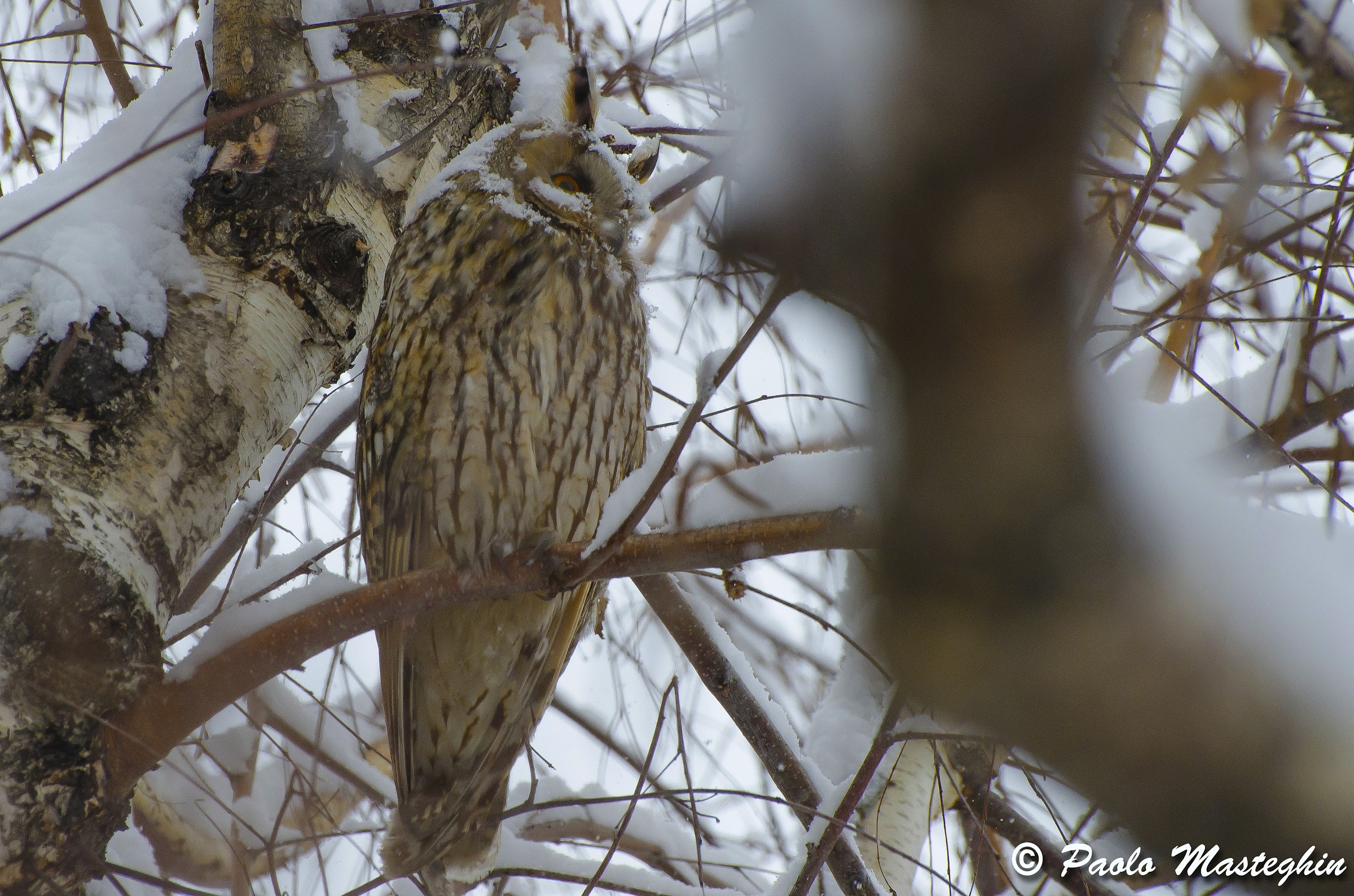 Gufo innevato...