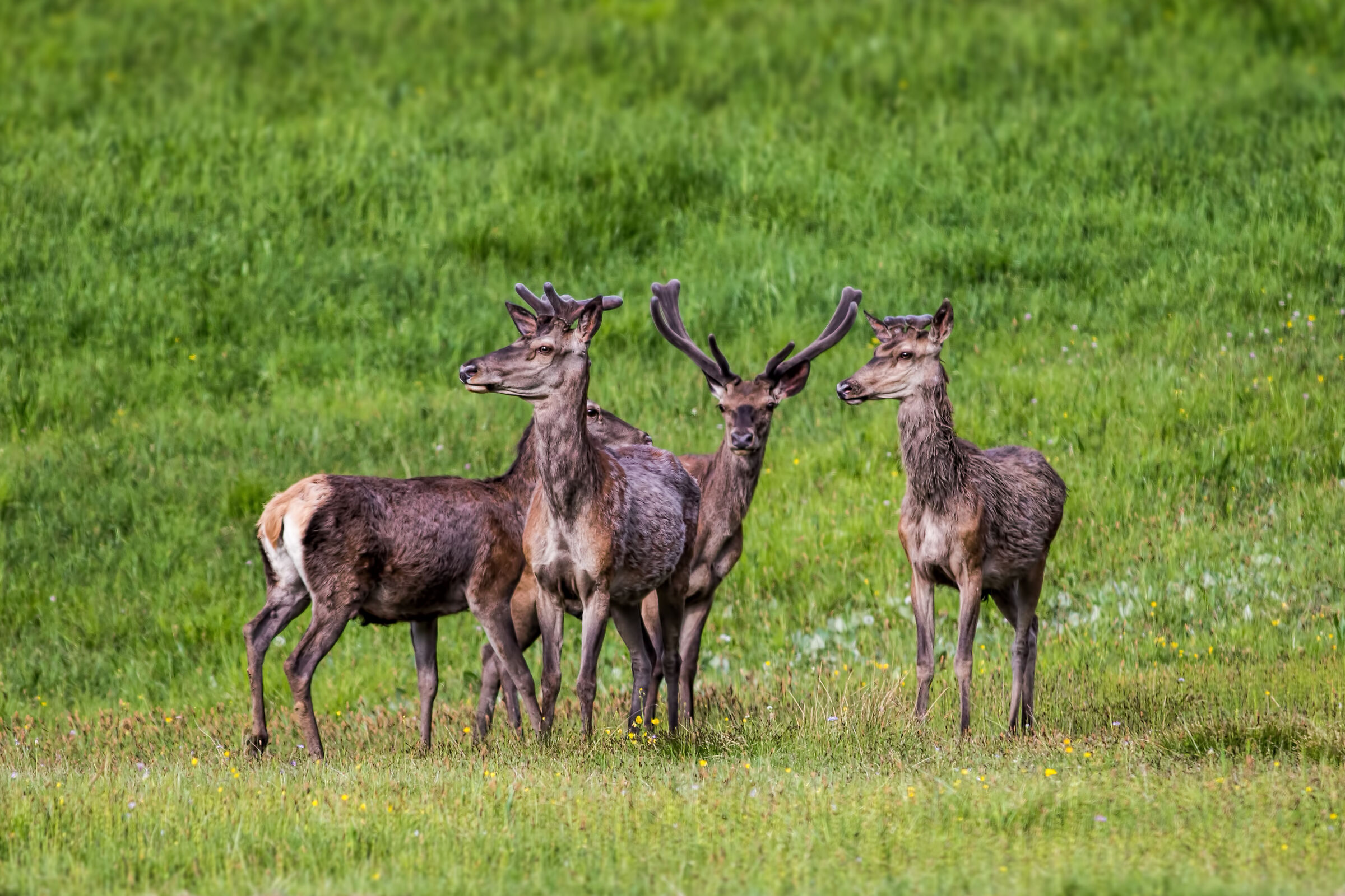 Maschio dominante e Crew