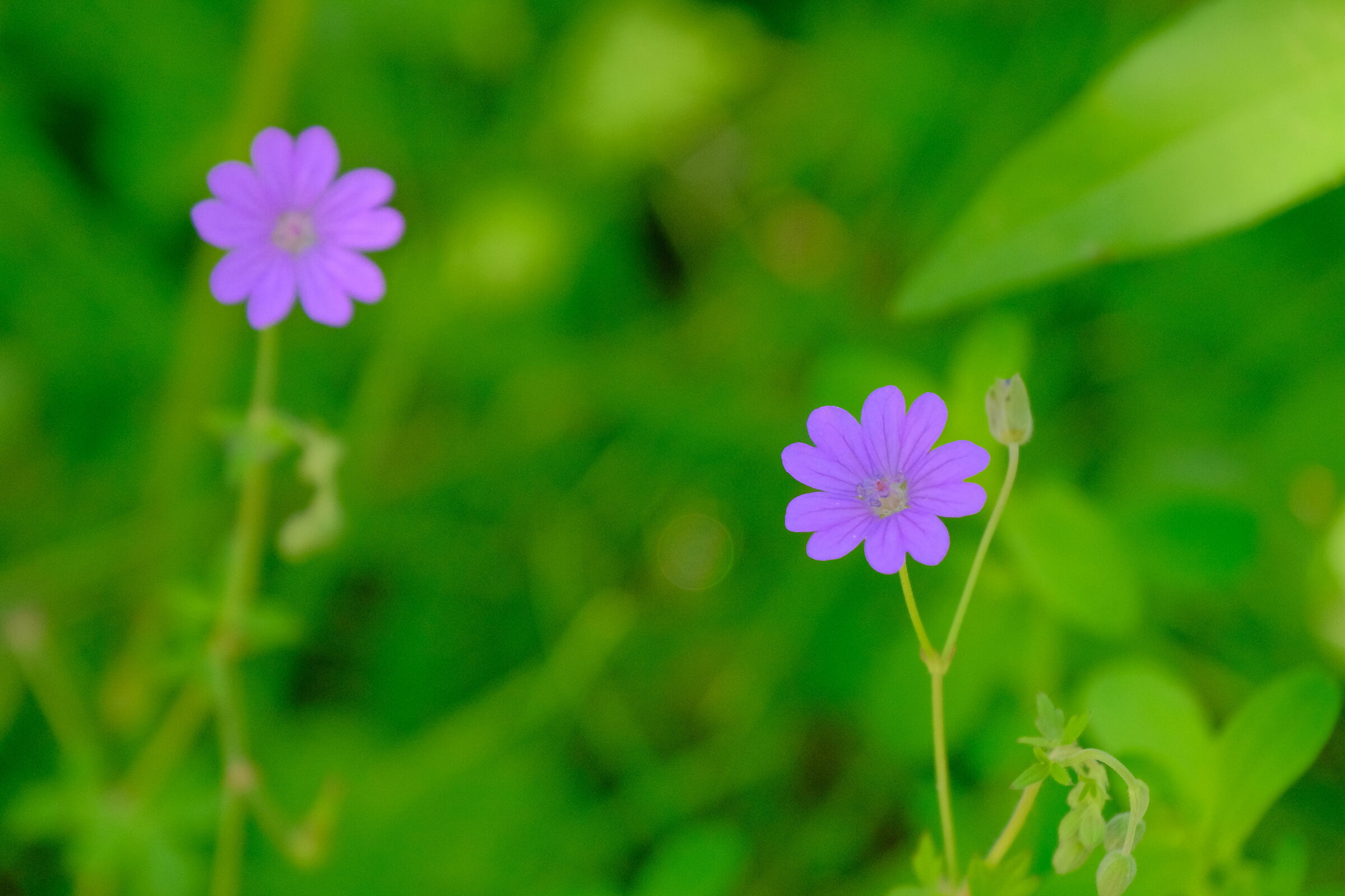 Meraviglie floreali 2