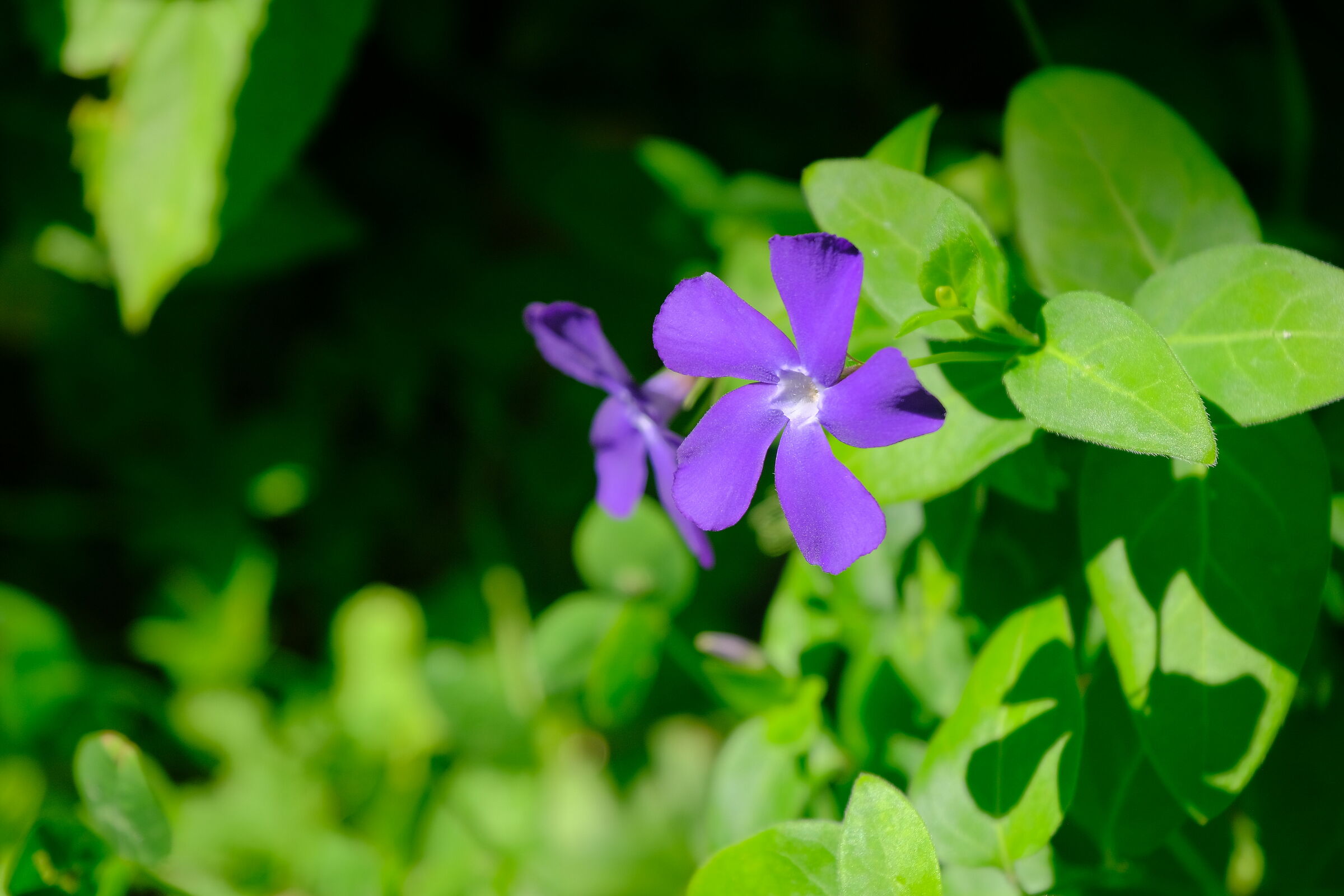 Meraviglie floreali 3