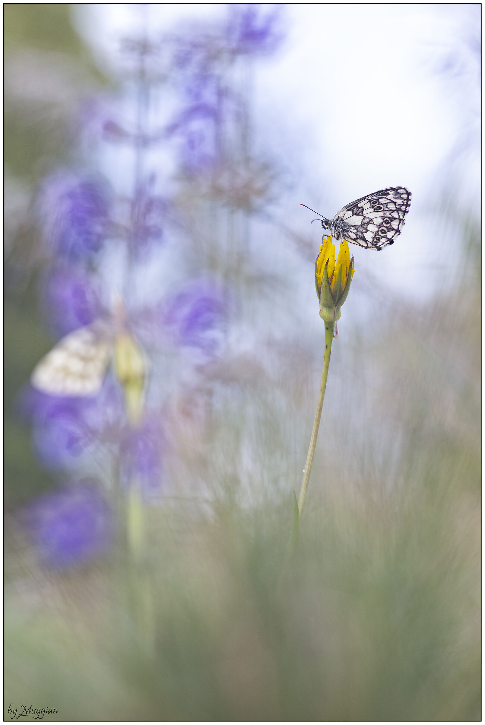 Melanargia
