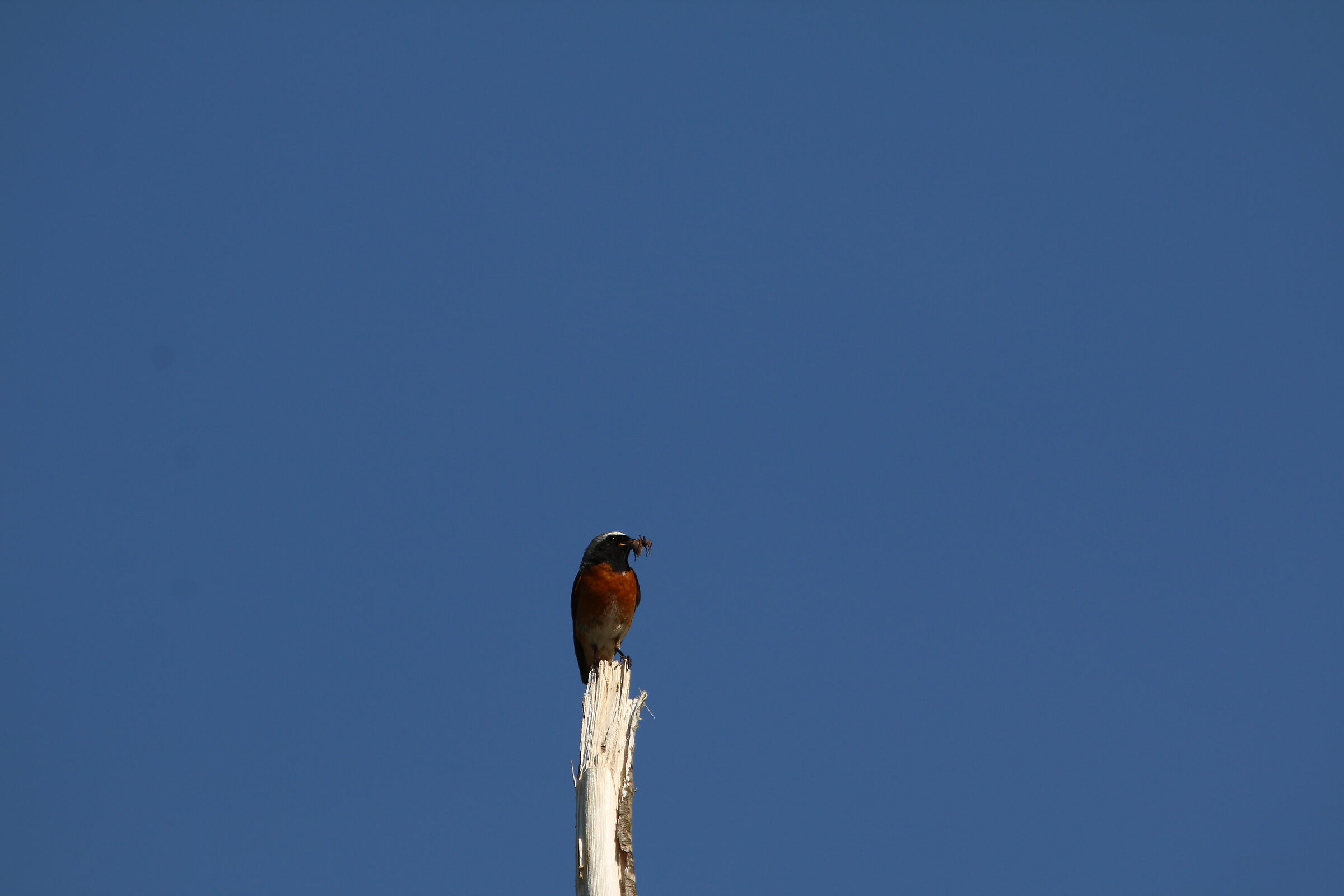 picchio muratore con colazione
