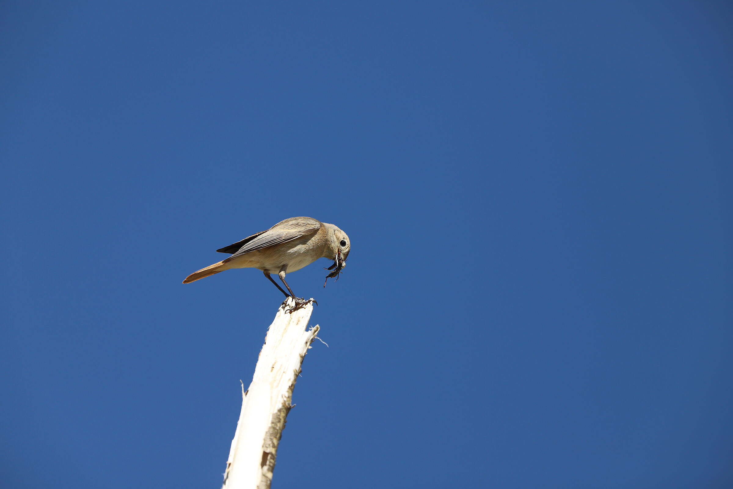 picchia muratore con colazione