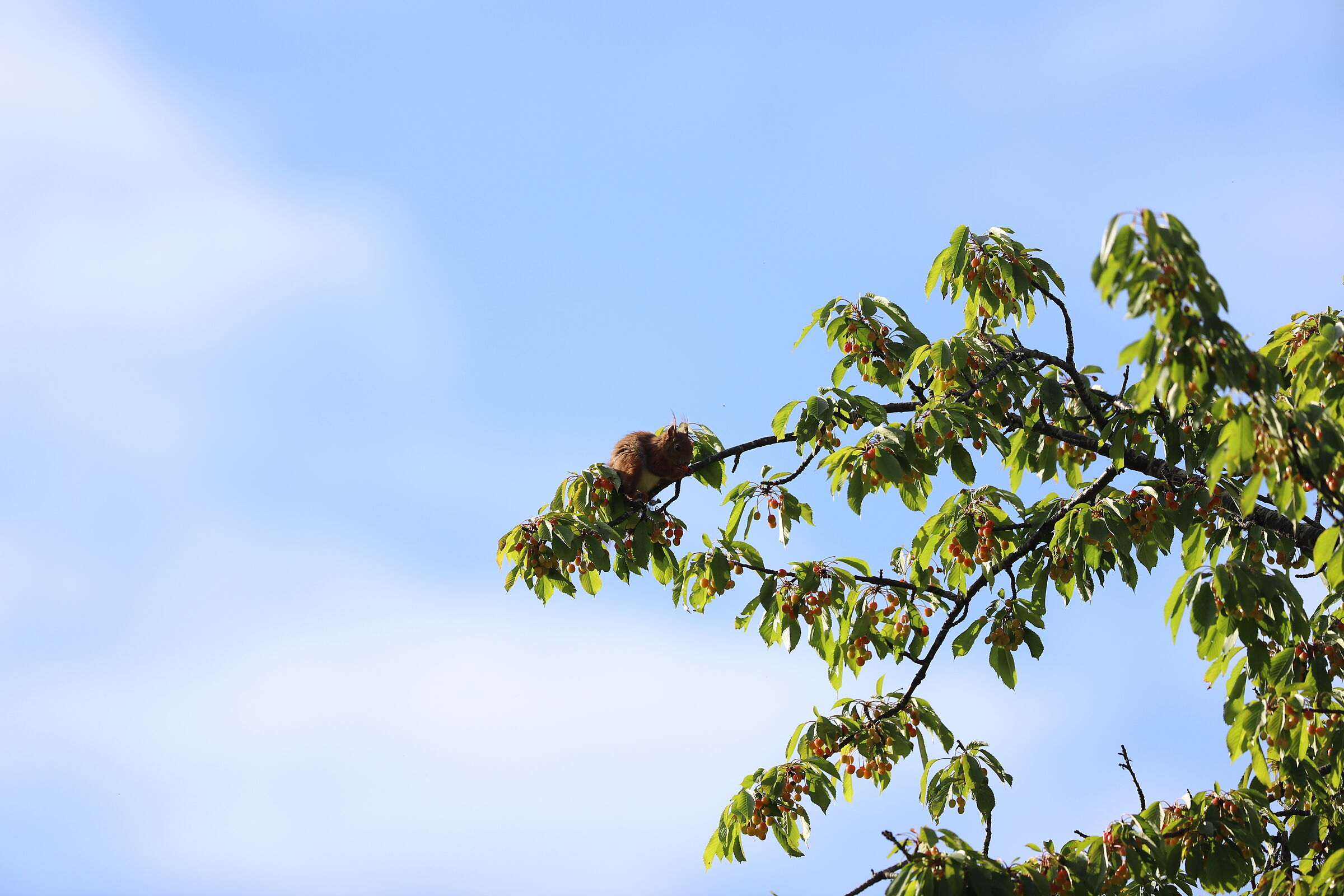 non ci son piu gli scoiattoli di una volta...