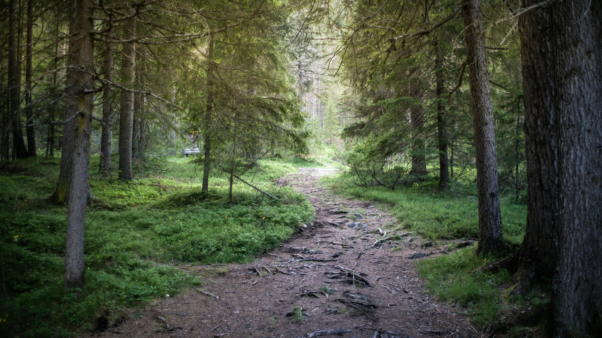Bosco in val Pusteria