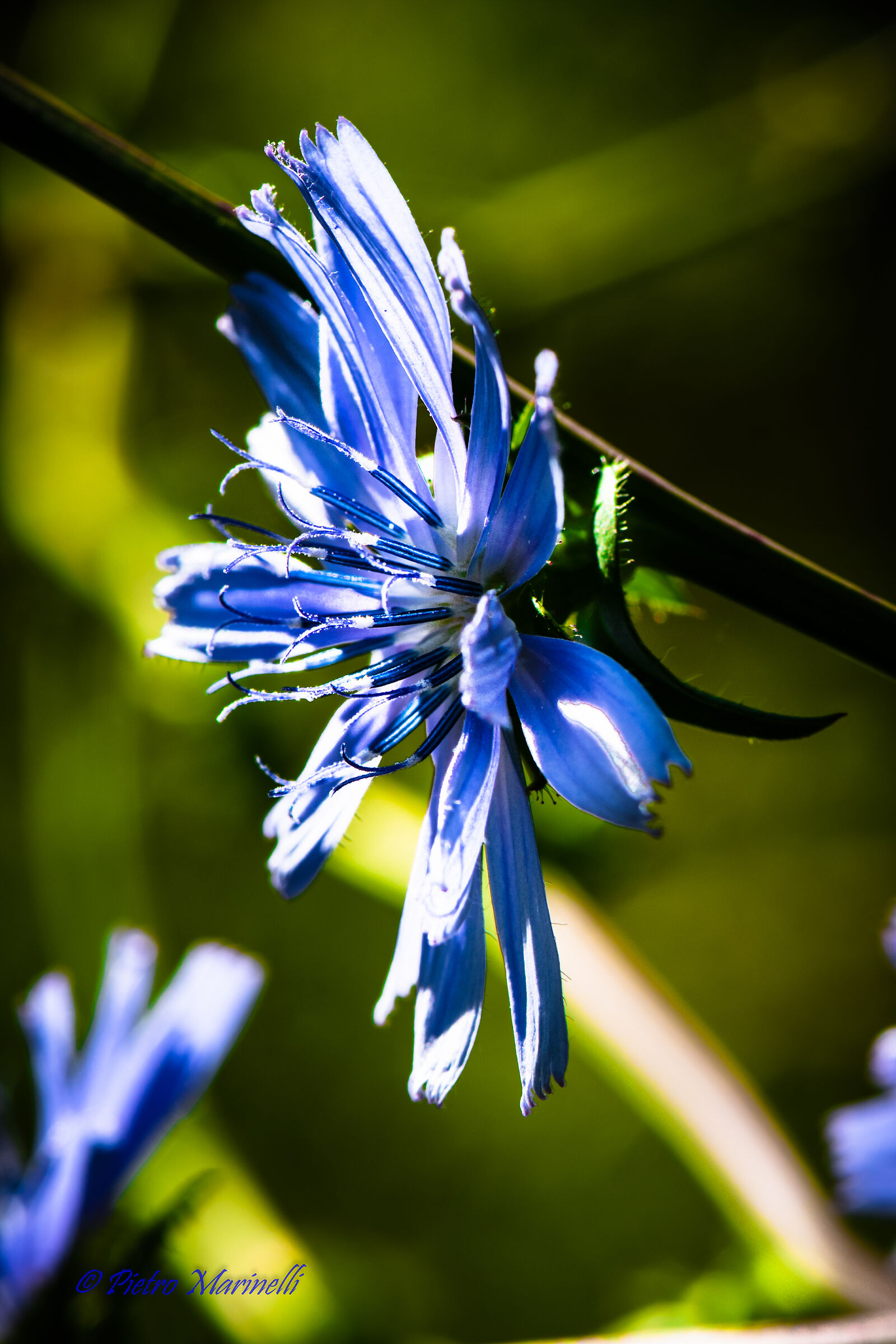 cichoria vera-Cichorium intybus