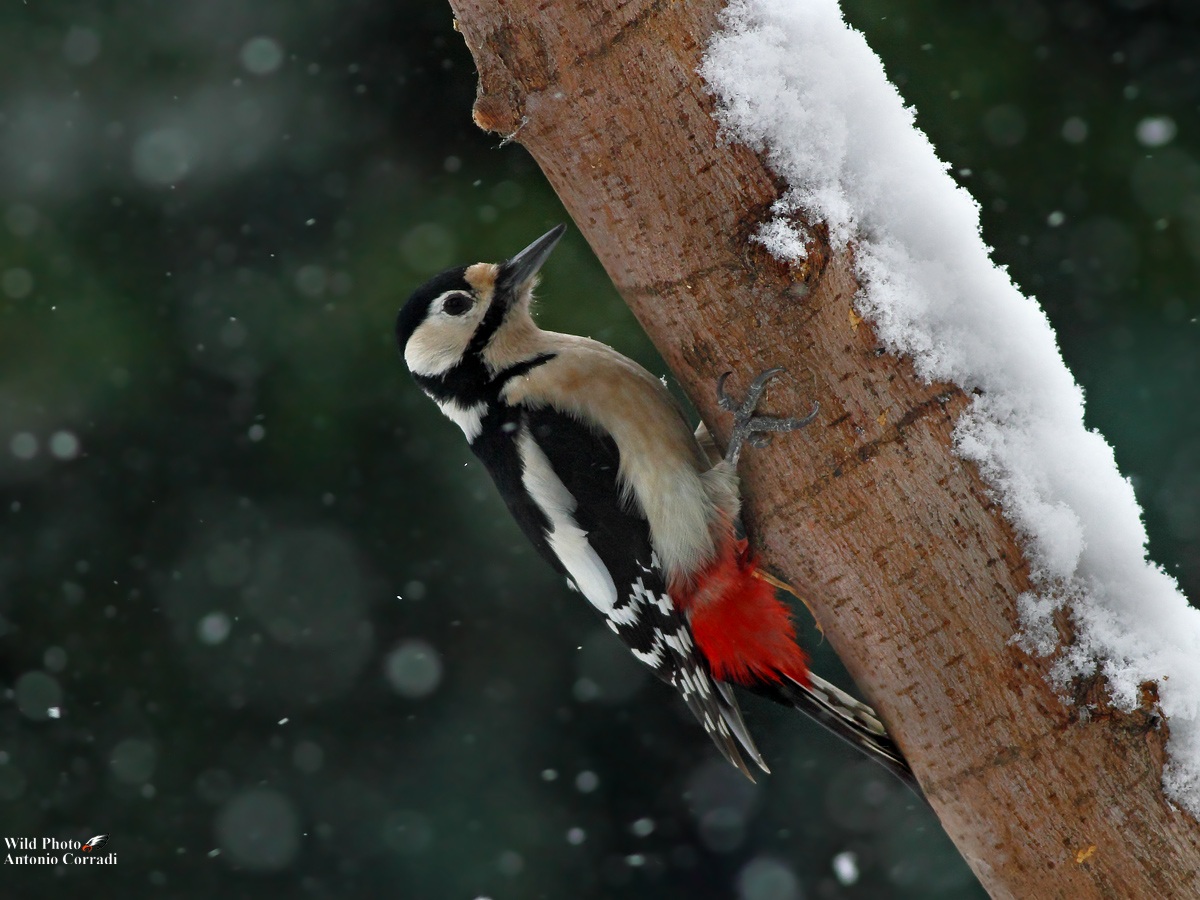 Picchio Rosso Maggiore Femmina