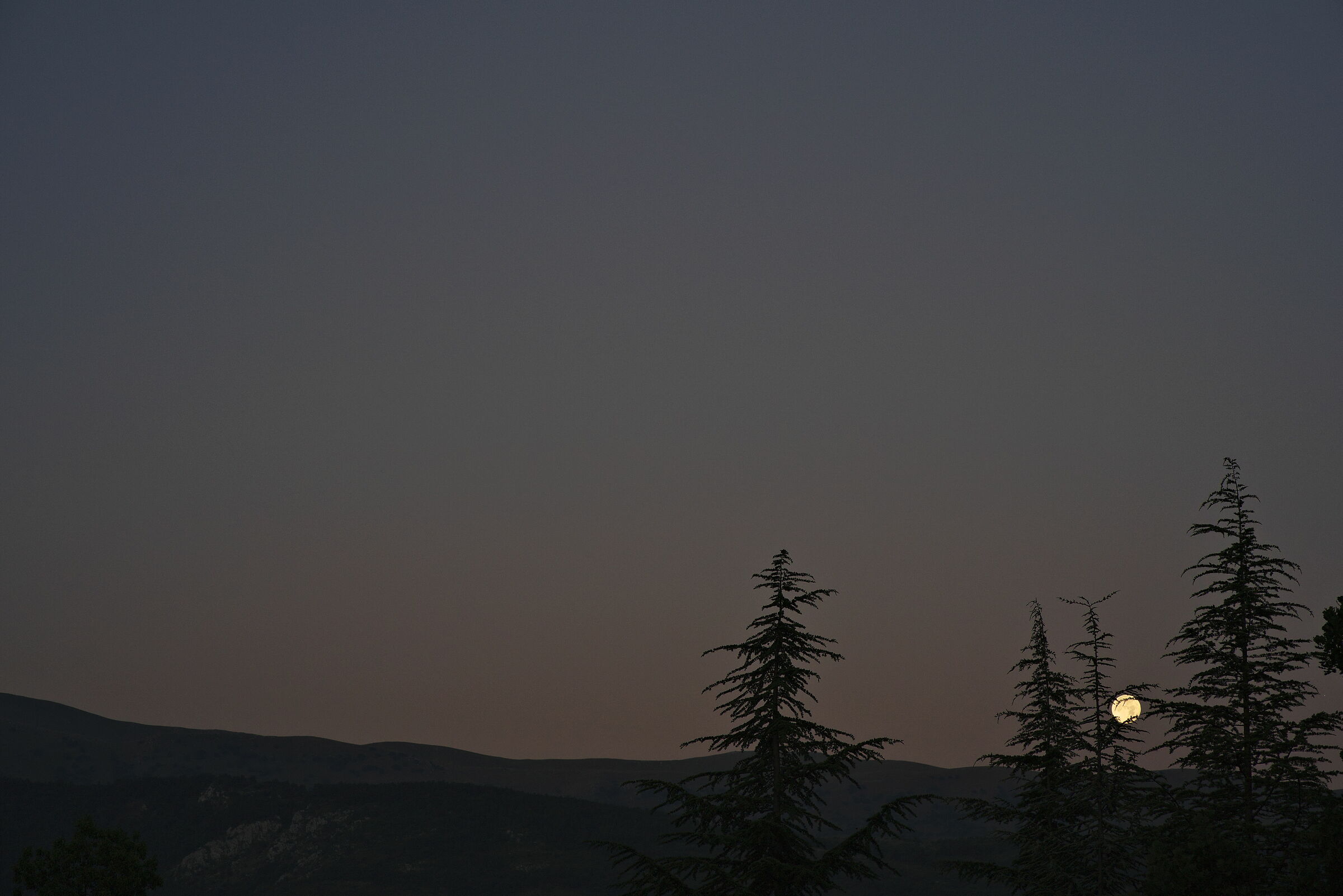 alberi che giocano a palla
