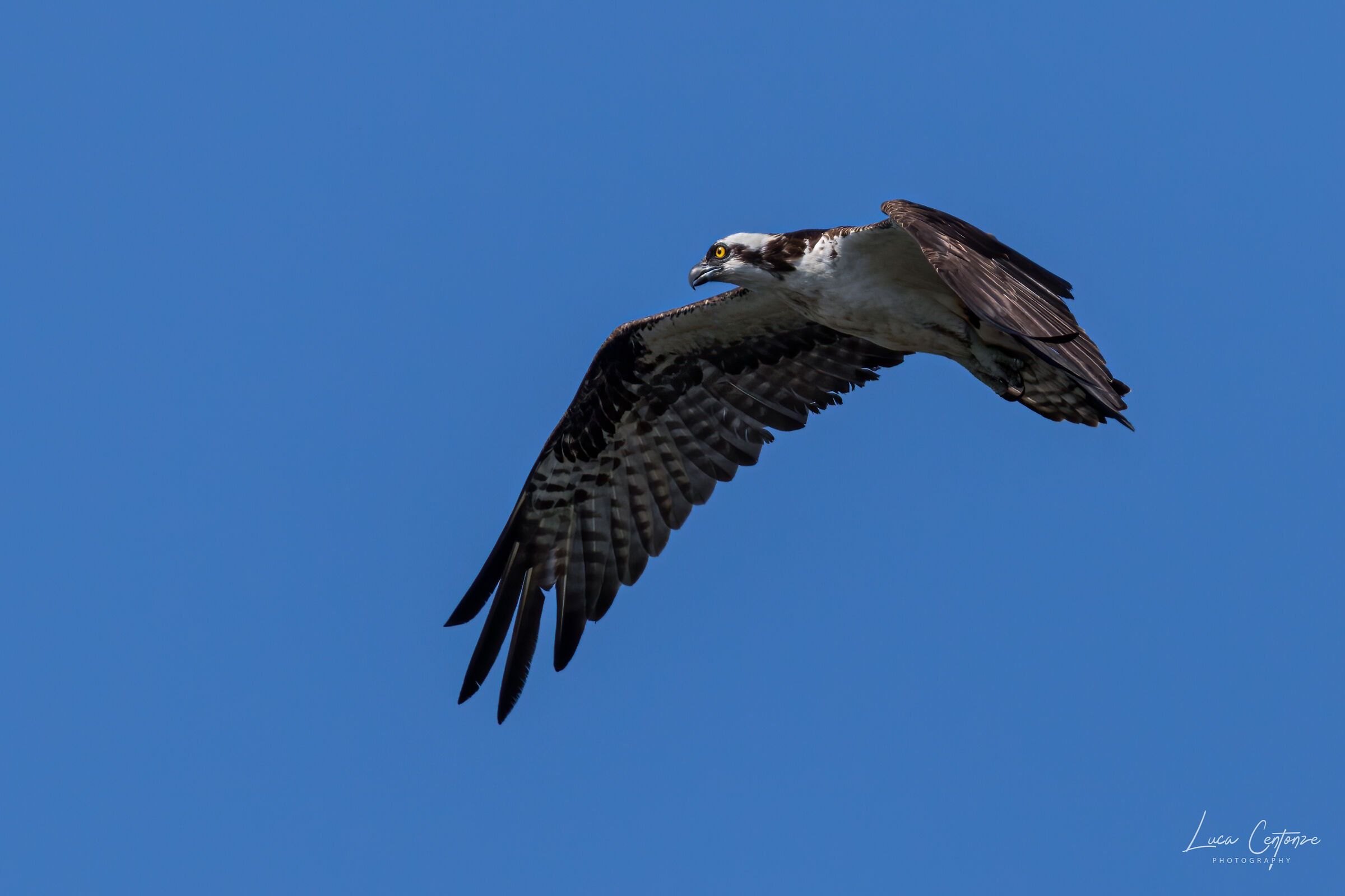 Falco Pescatore (Osprey)