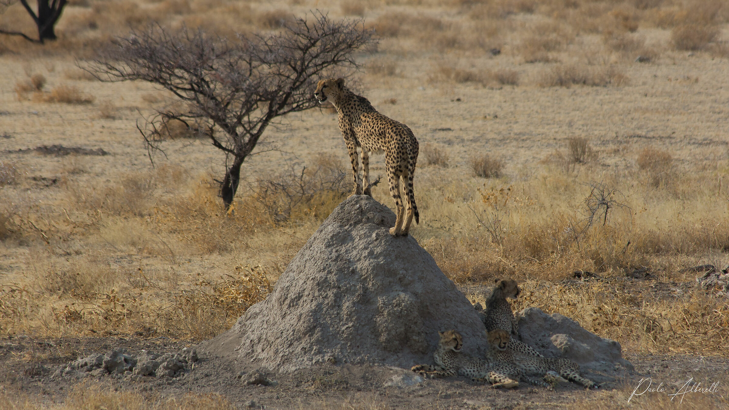 Cheetah with puppies