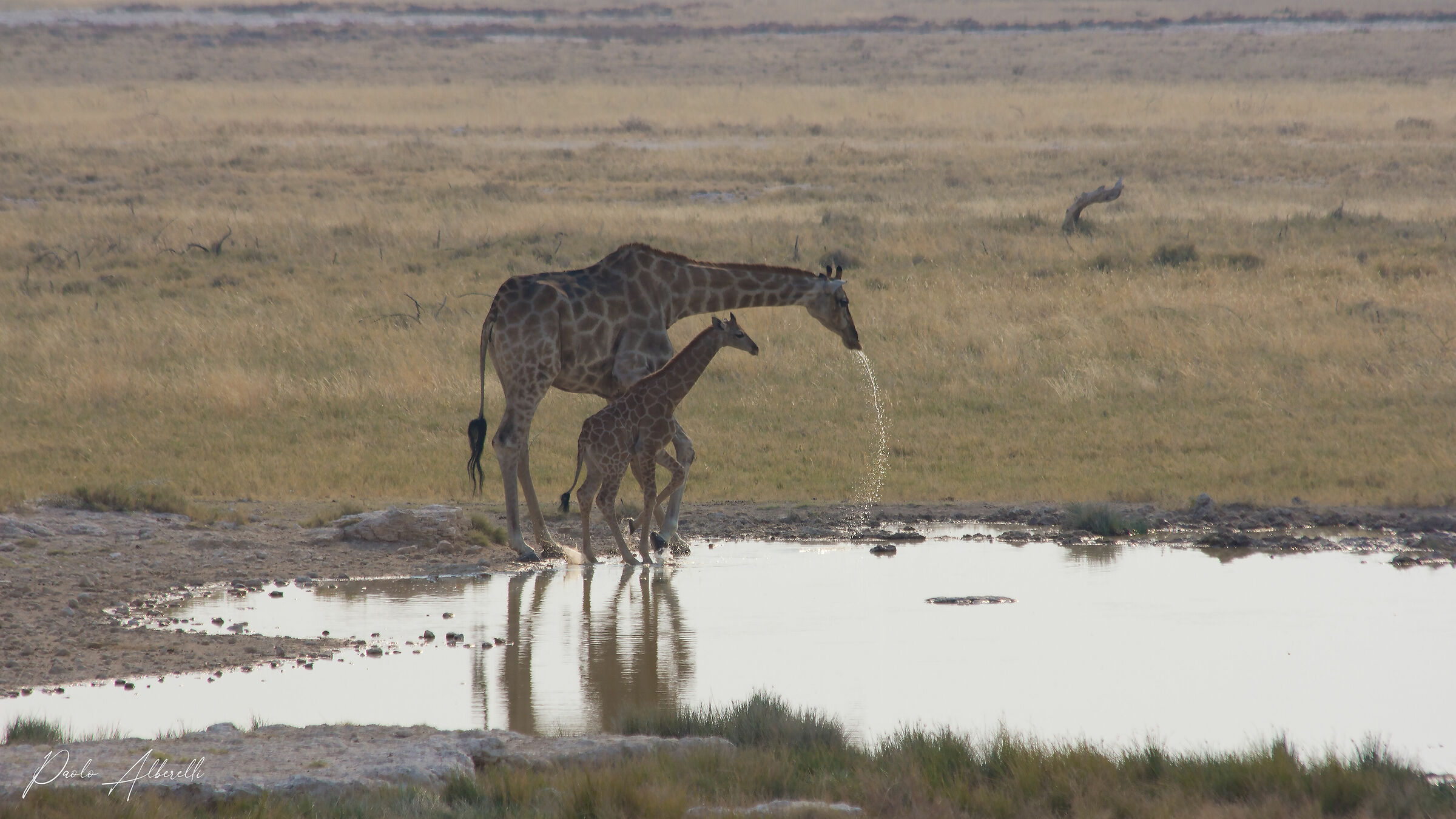 Giraffa con cucciolo