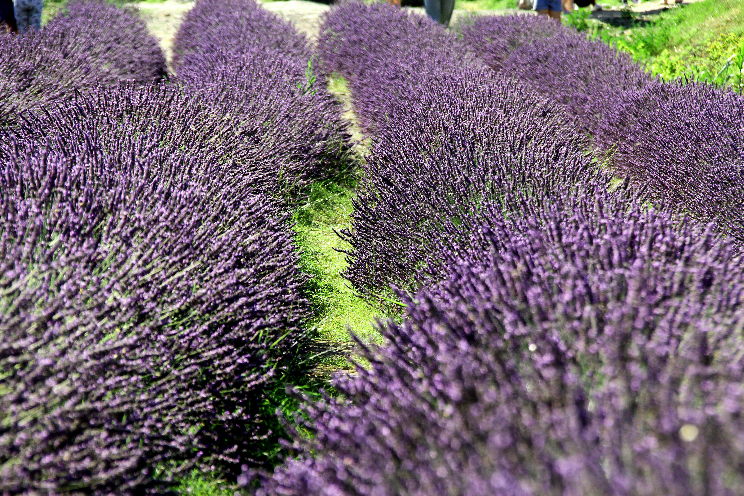 Coltivazione di lavanda a Santa Luce, nel pisano.