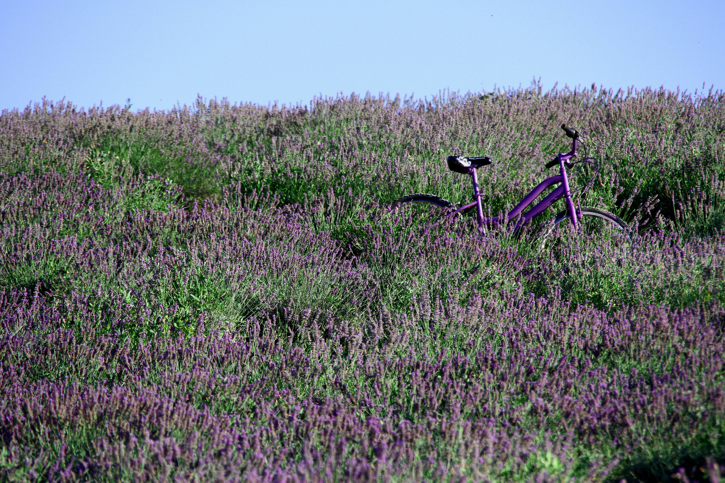 Coltivazione di lavanda a Santa Luce, nel pisano.