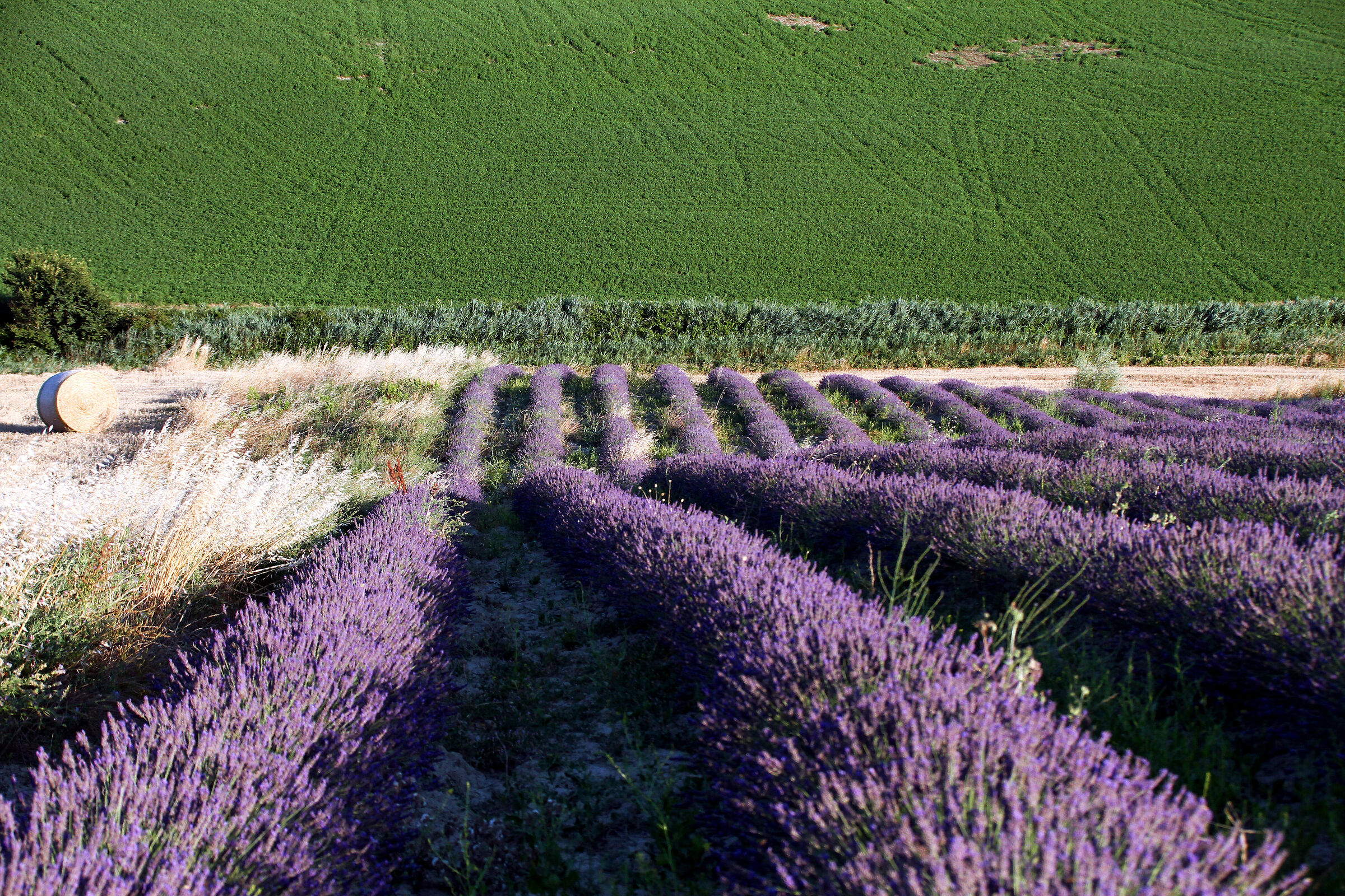 Coltivazione di lavanda a Santa Luce, nel pisano.