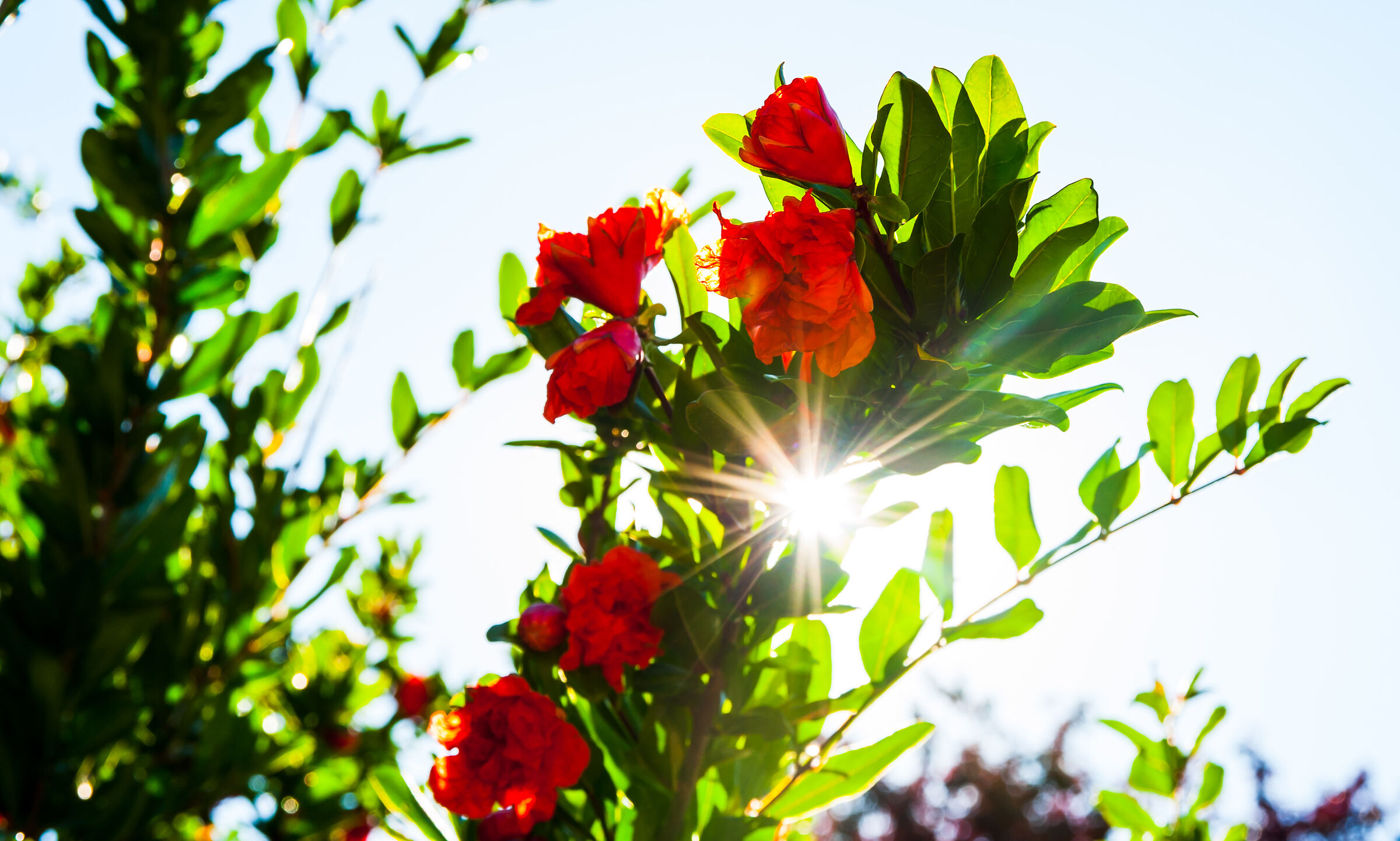 Ramo di melograno......raggiante