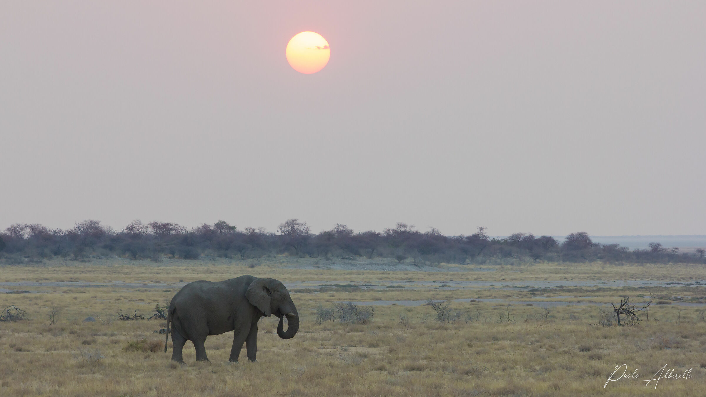 Lone Elephant at Sunset