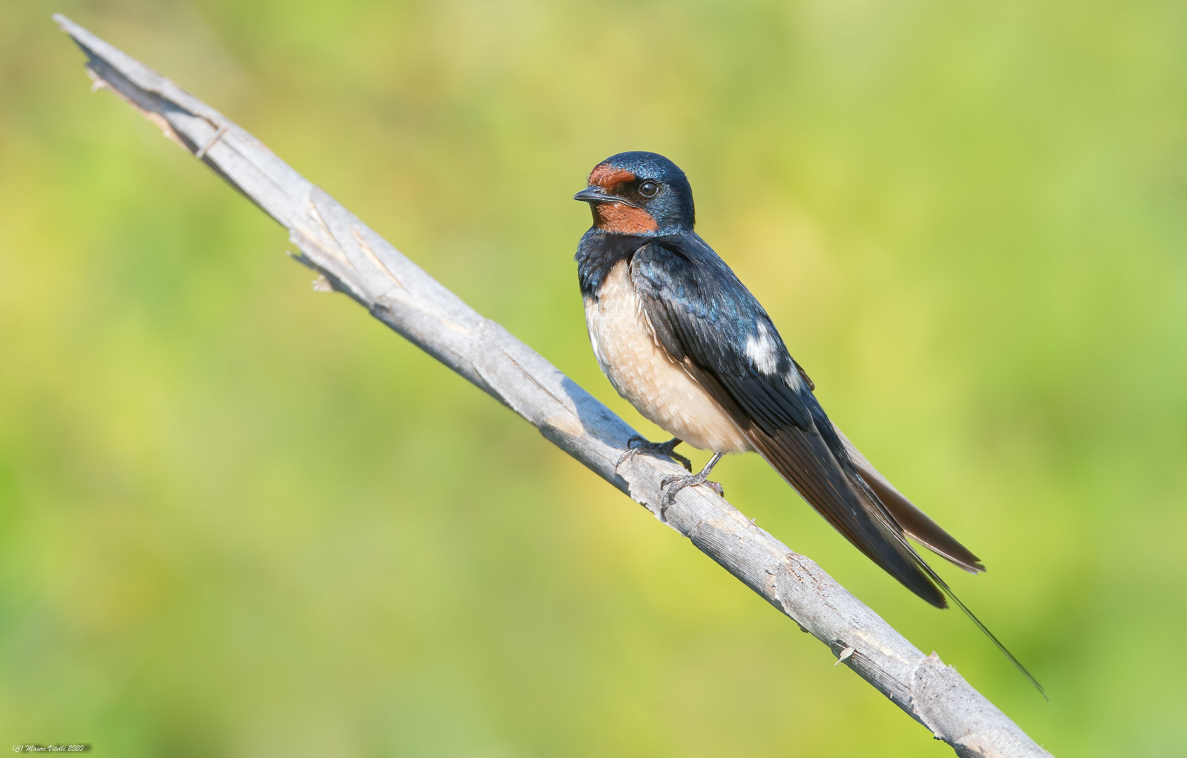 Swallow (Hirundo rustica)