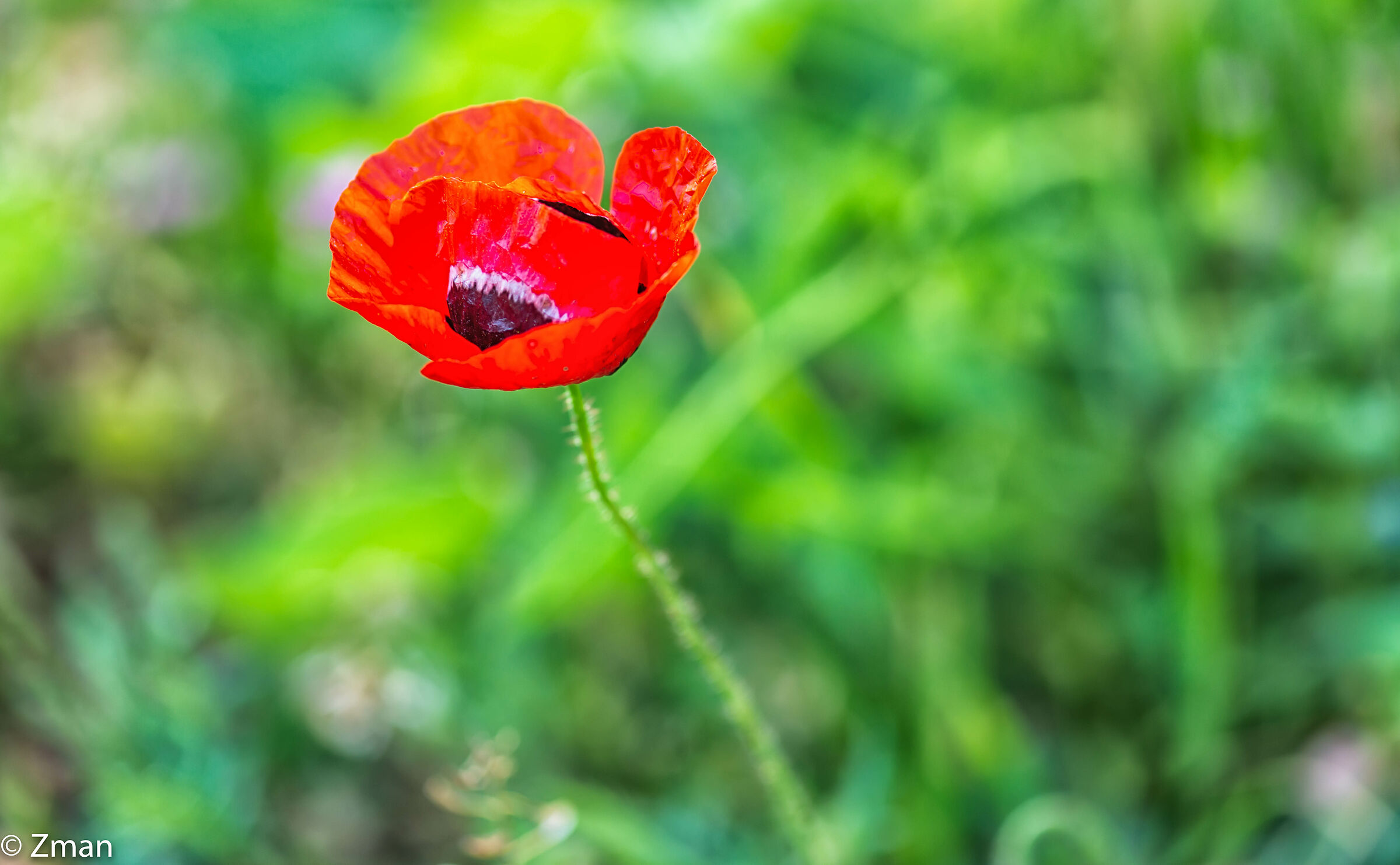 Poppy Anemone Flower