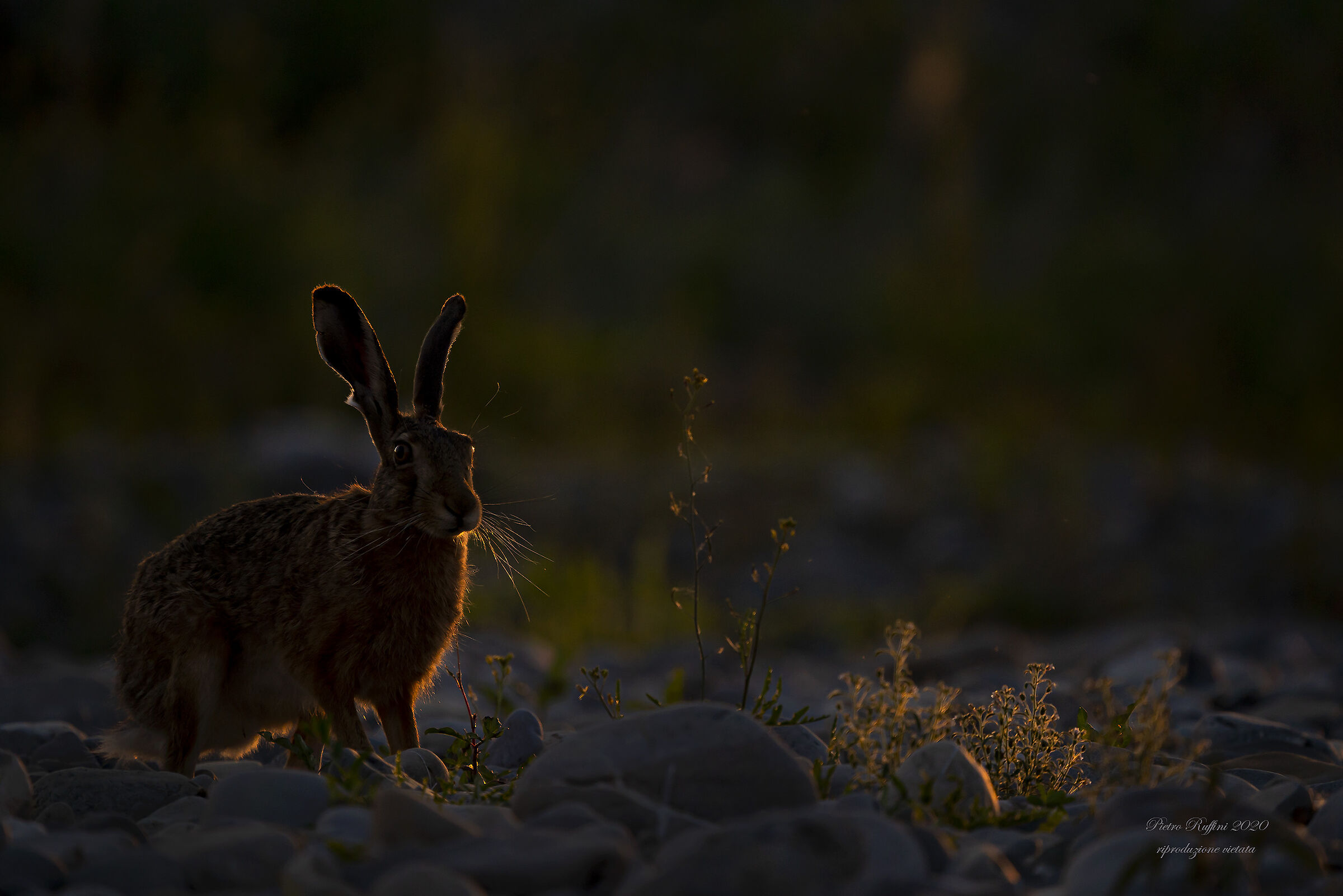 With the last ray of sunshine